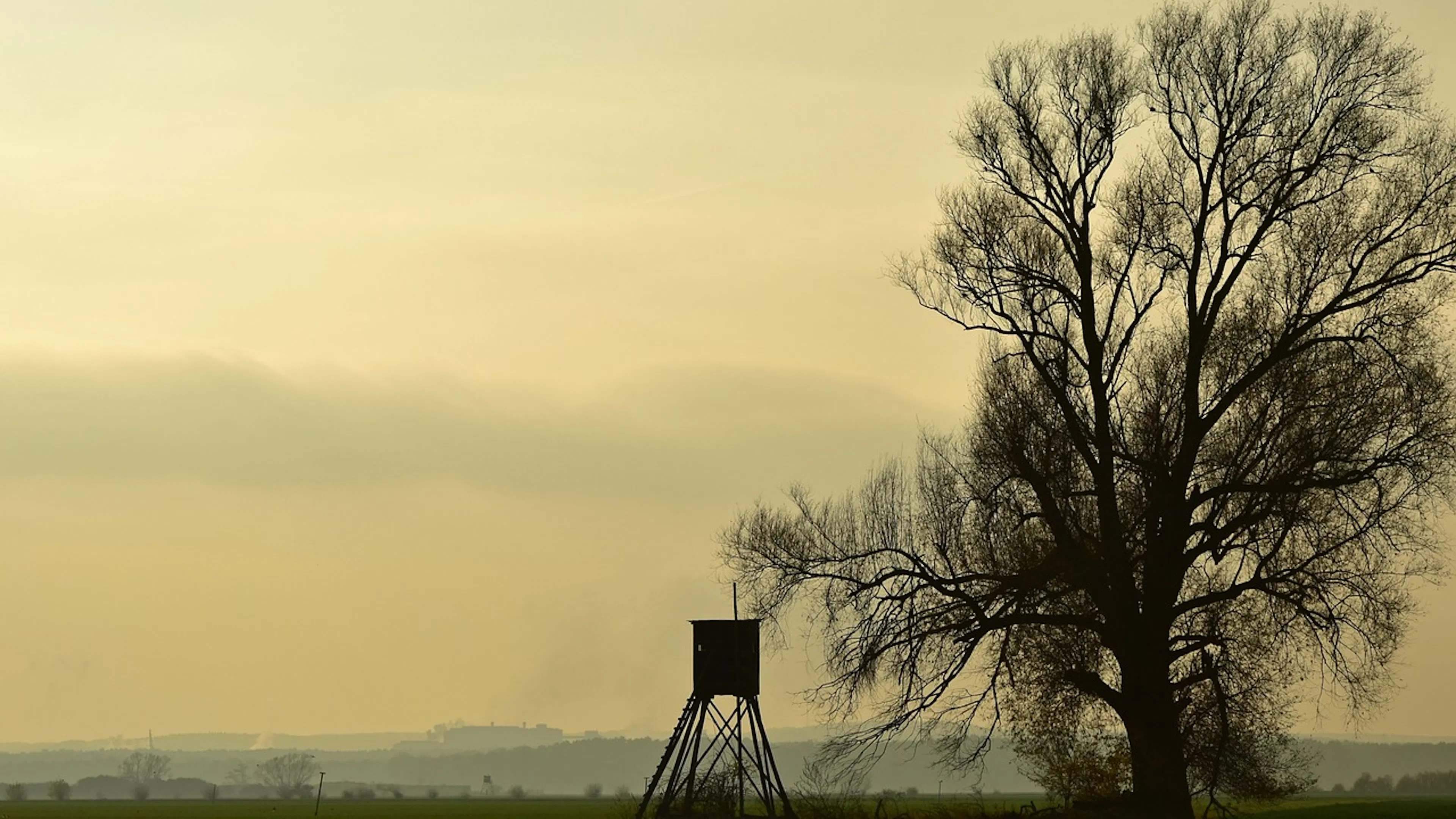 A lone hunting stand in a large field next to a tree on a misty morning