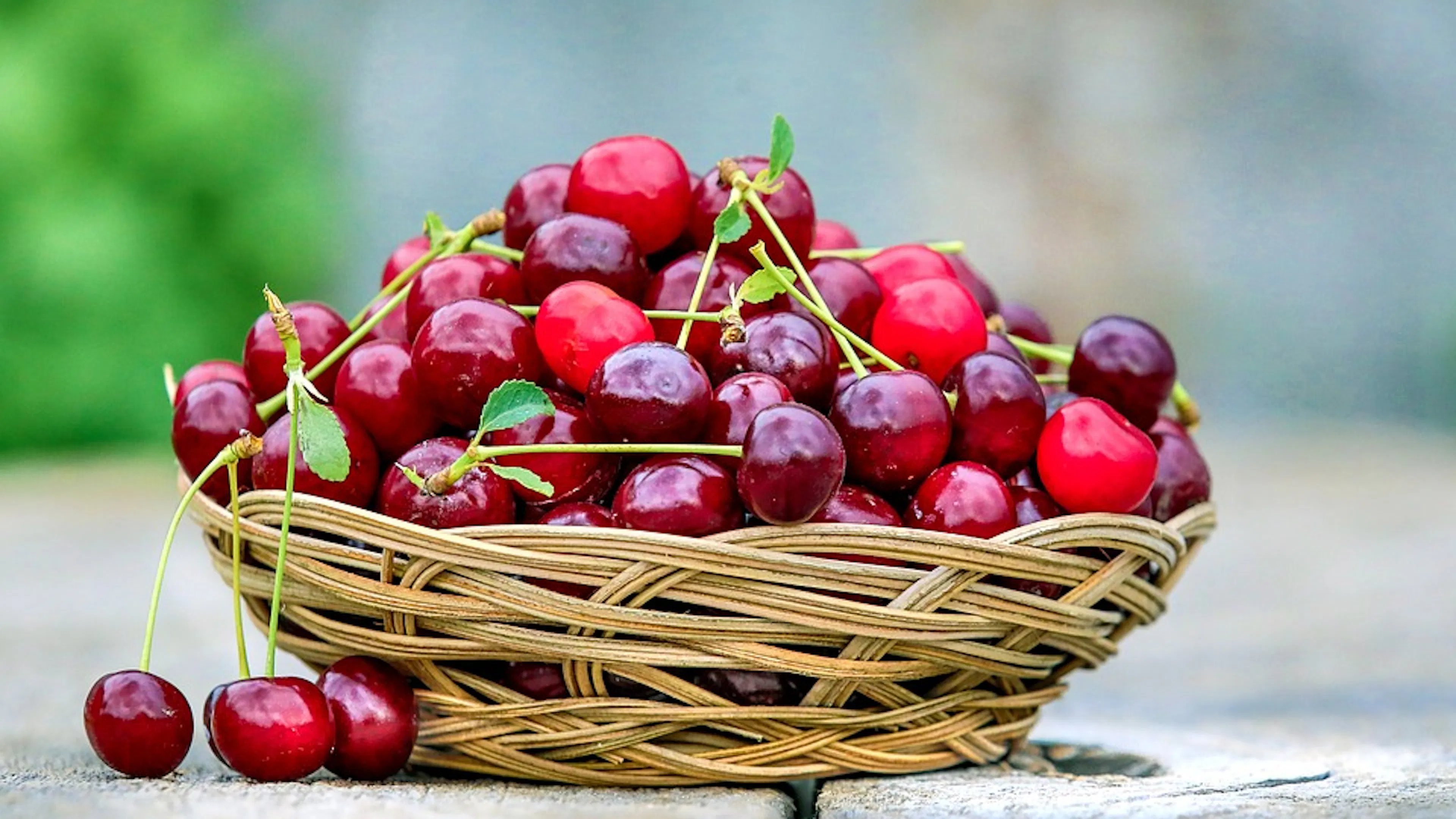 A small wicker basket with dark red cherries with stems and leaves