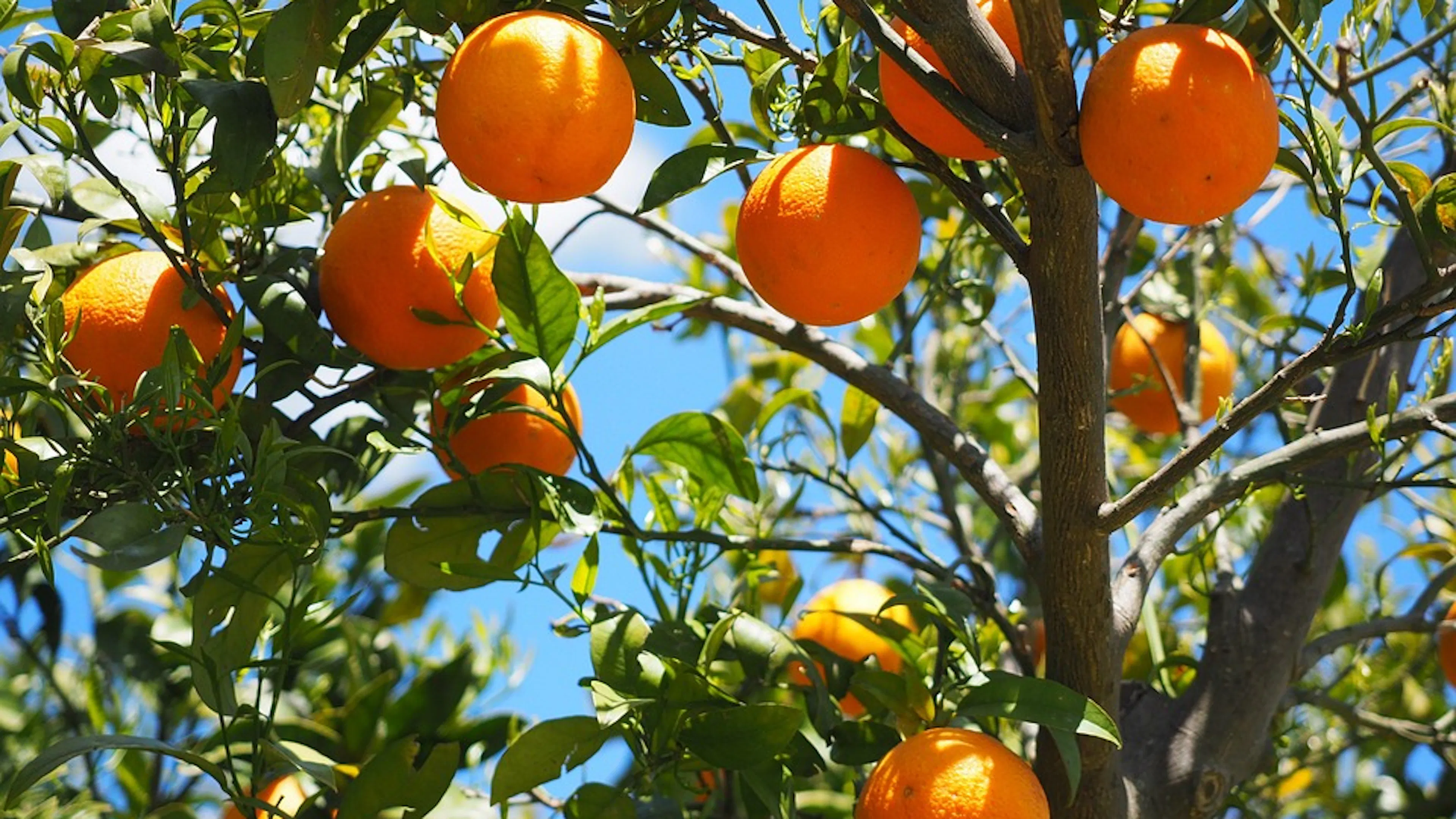 A close up of a bushy orange tree with ripe round oranges growing on the branches