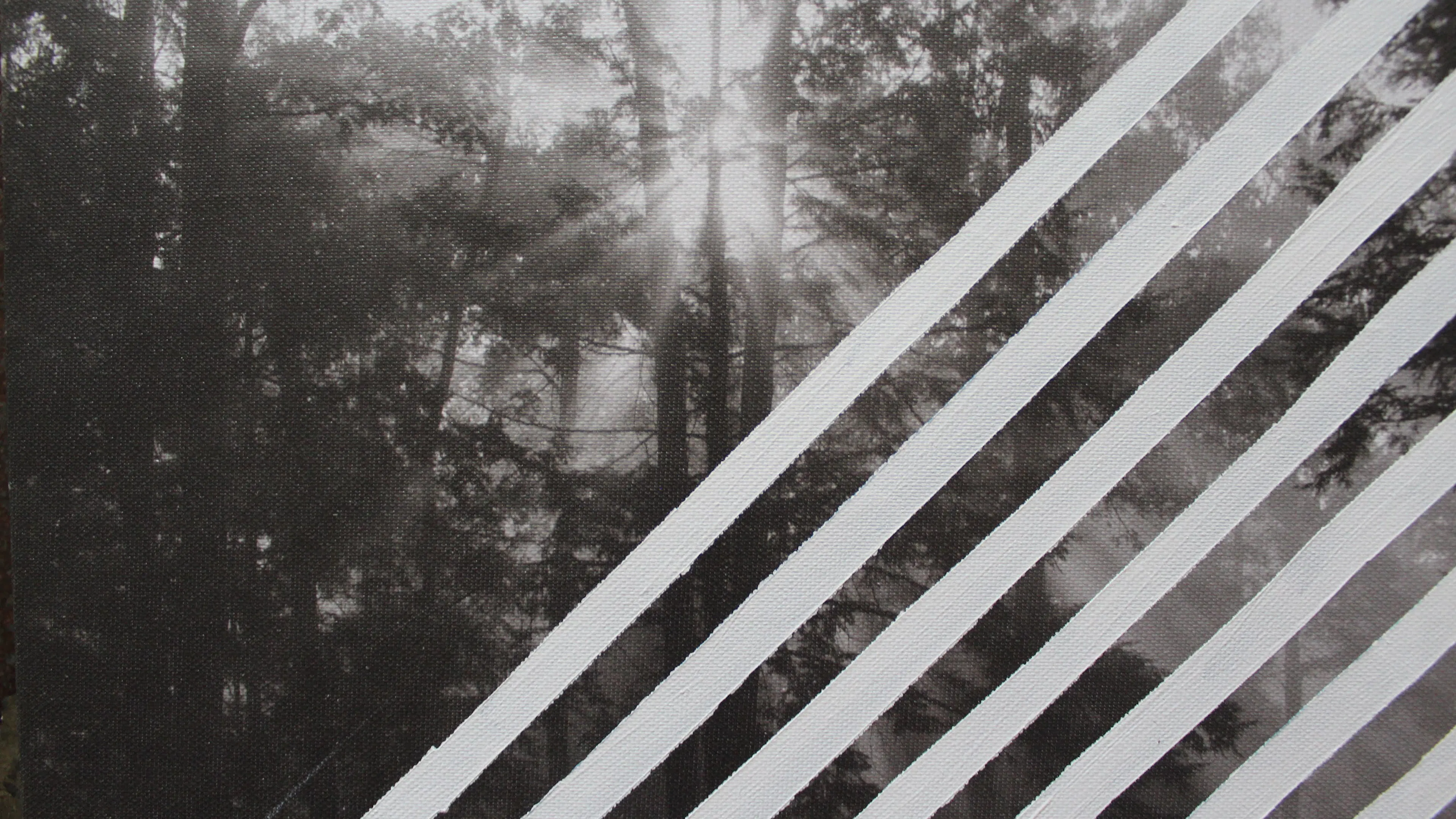 A black and white photo of a forest with sunlight shining through the leaves and some painted white stripes over it all
