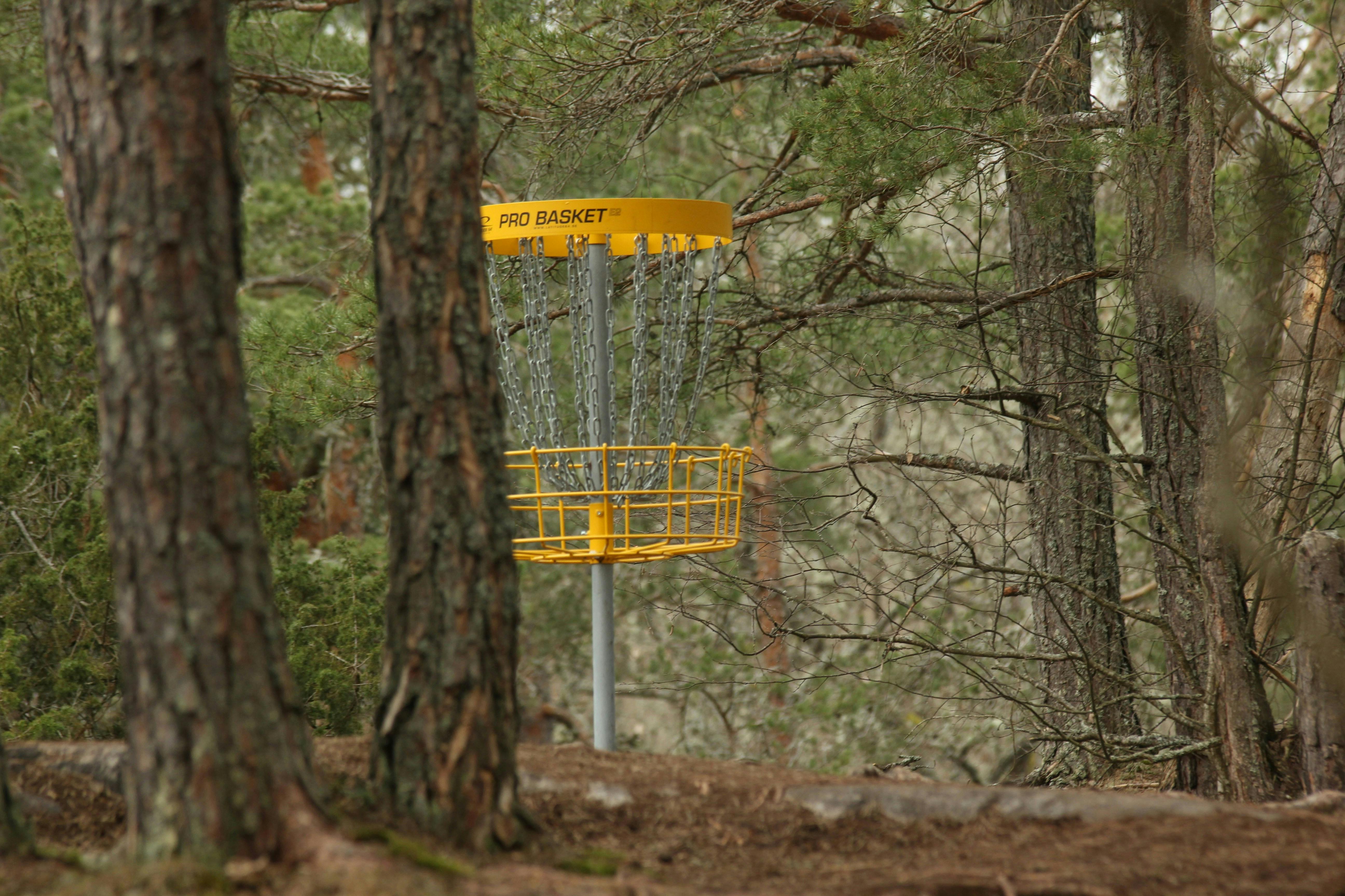 A disc golf net peeking through the trees