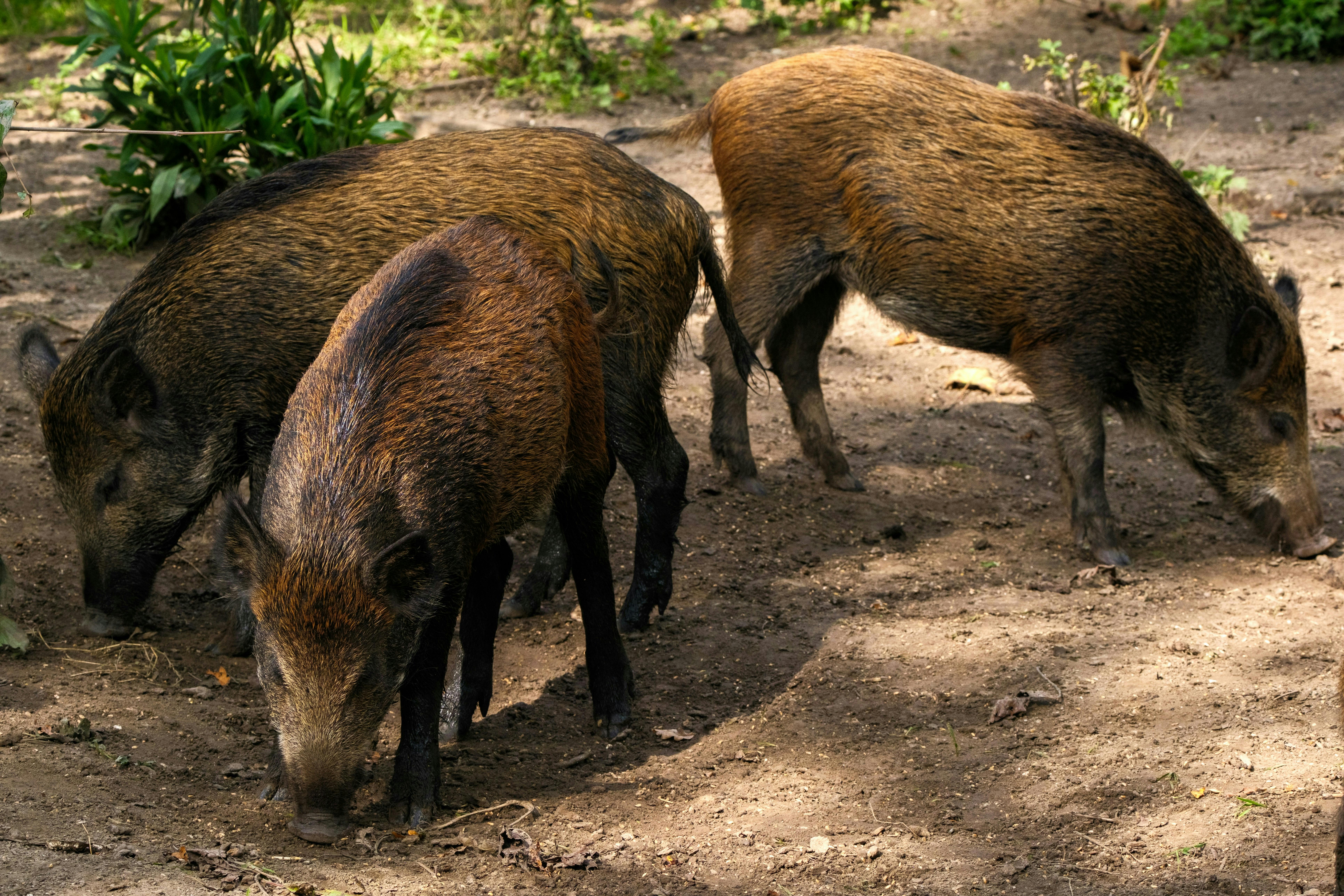 Three wild feral hogs grazing on a dusty pathway