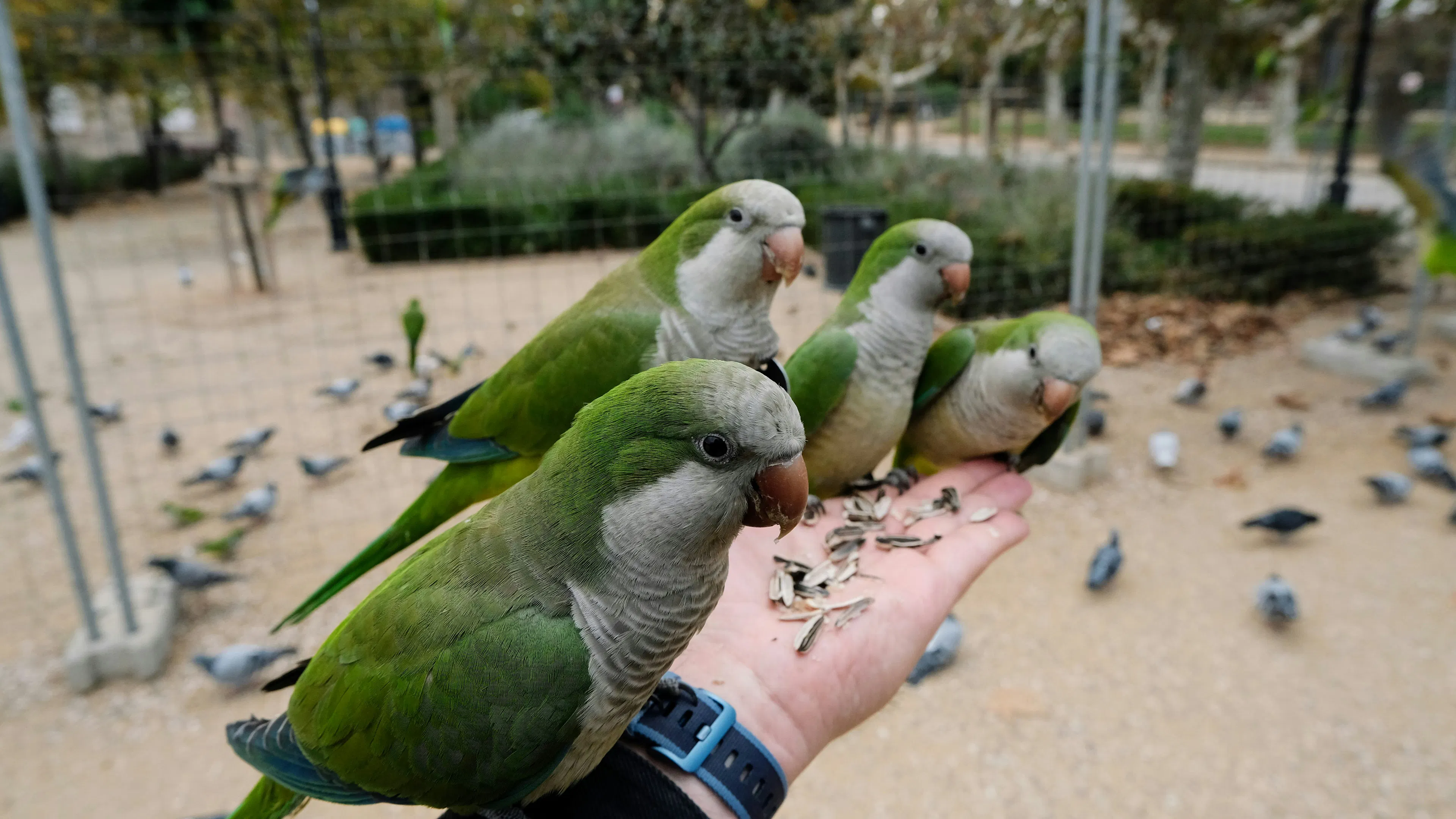 A person holding four green parakeets in their hands with seeds