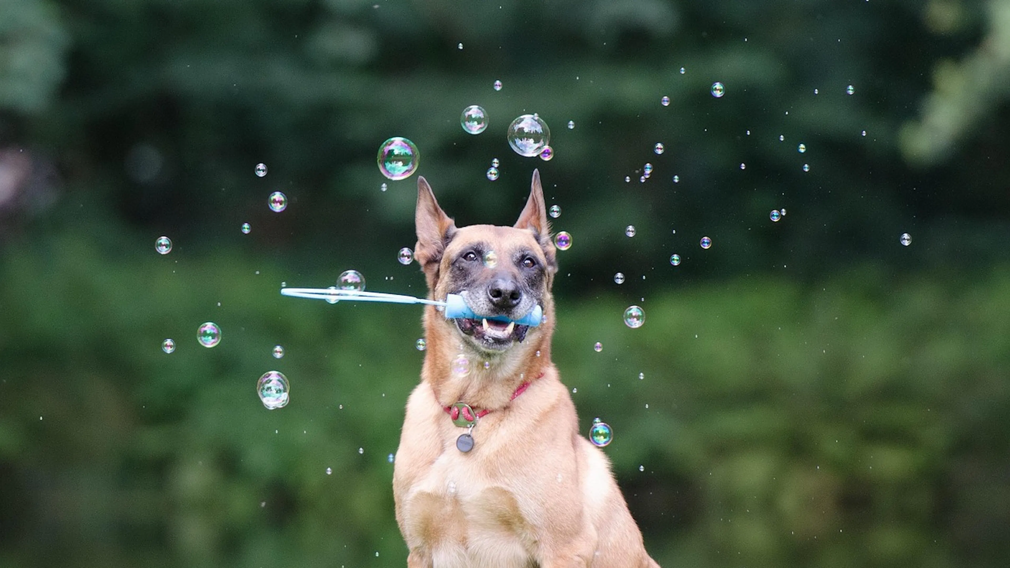 brown dog with bubble wand and bubbles on a green forest background