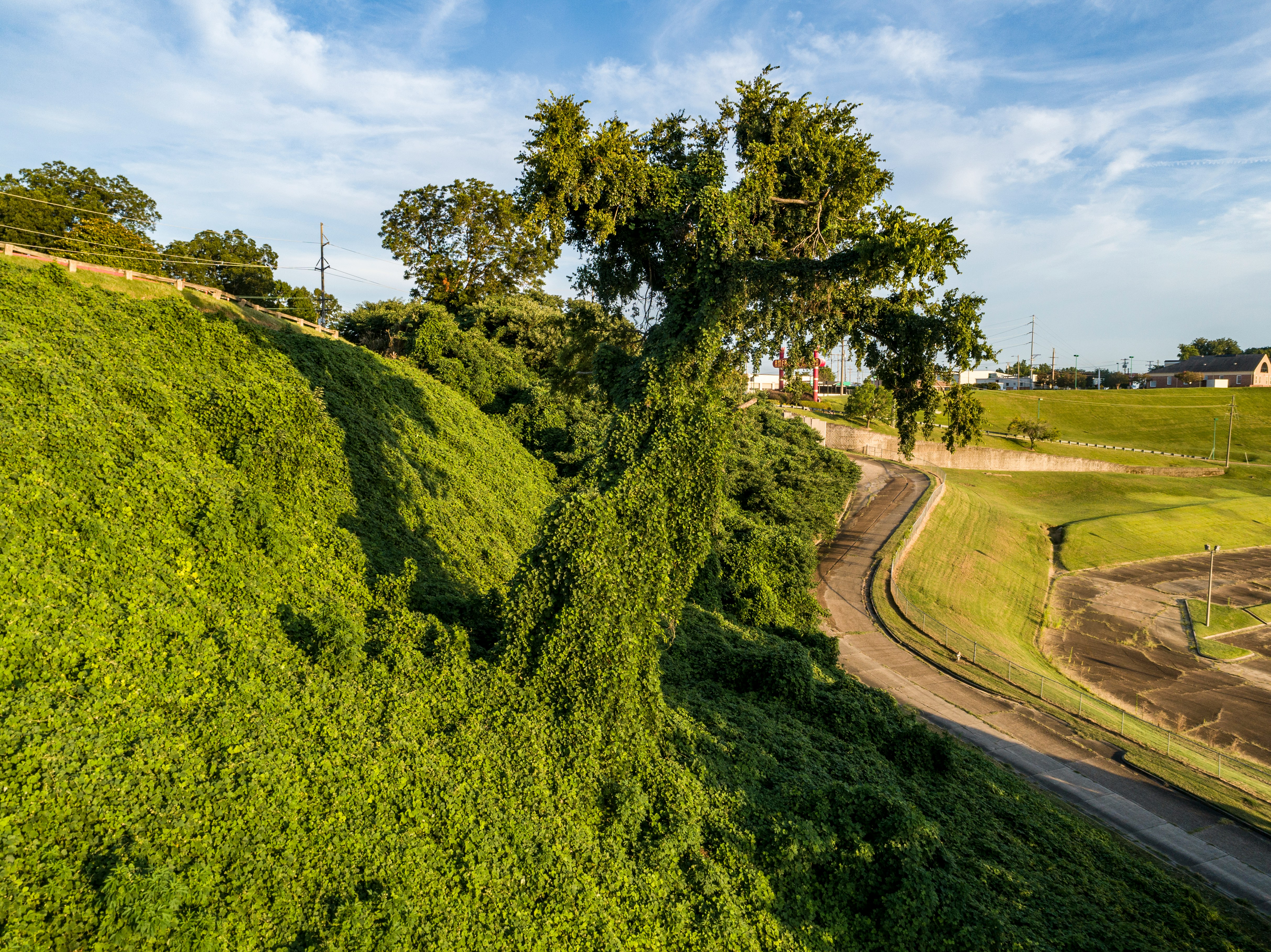 Why Are Invasive Species Harmful to Native Habitats?