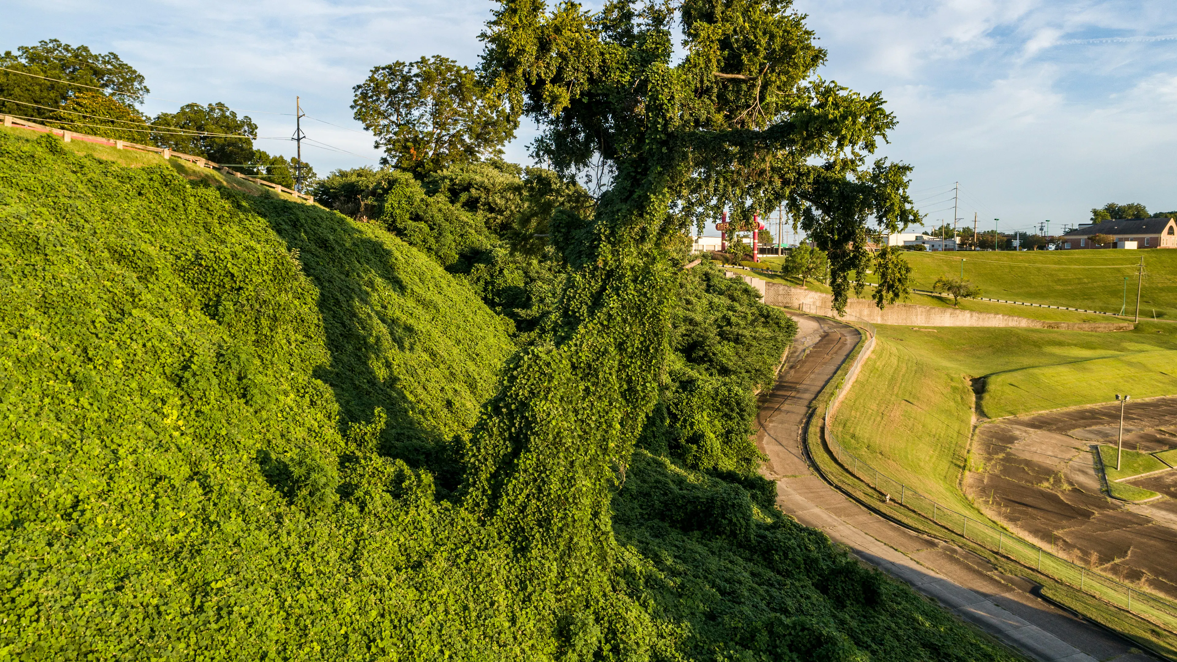 A roadside tree covered in kudzu vines