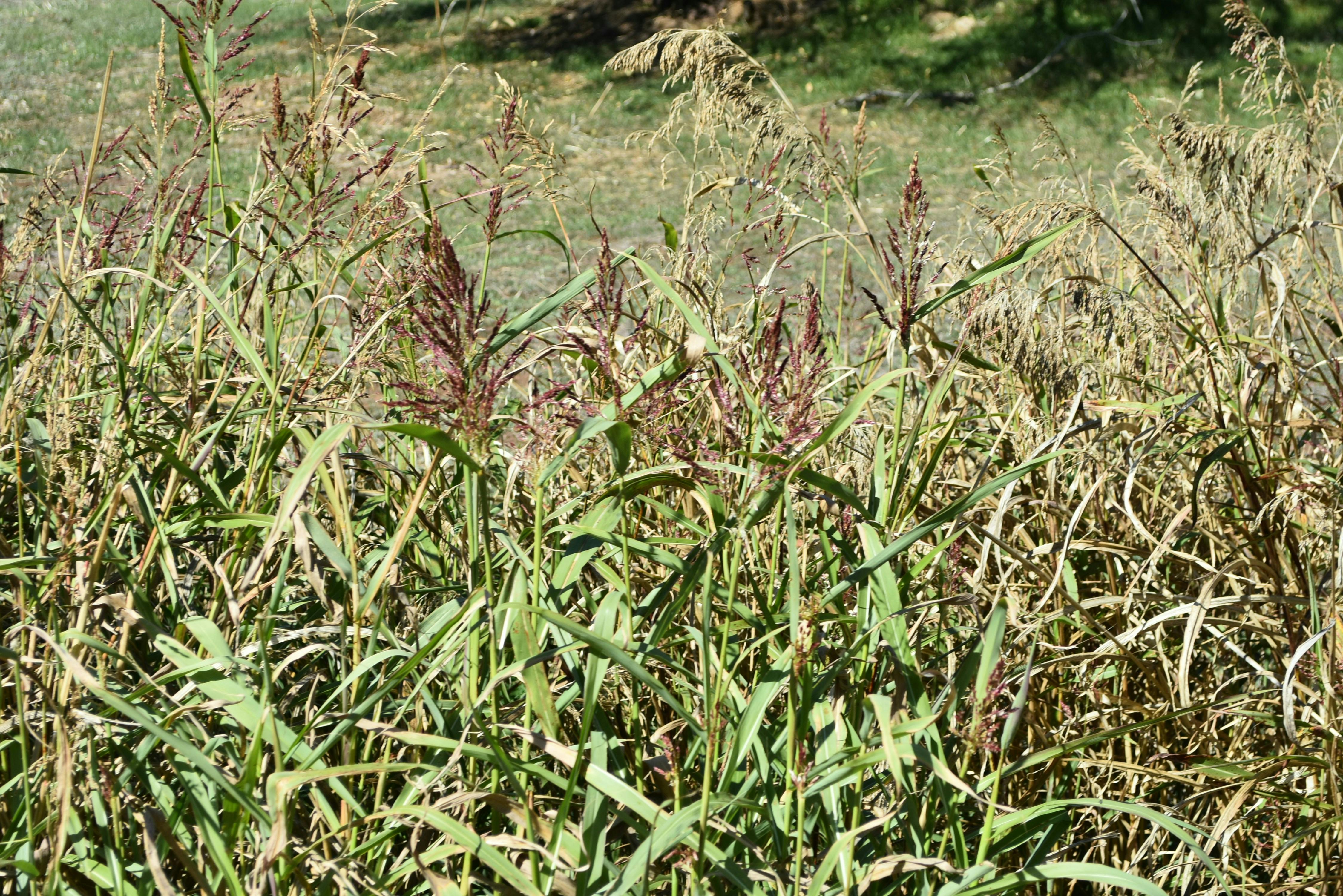 A field of tall dense grasses