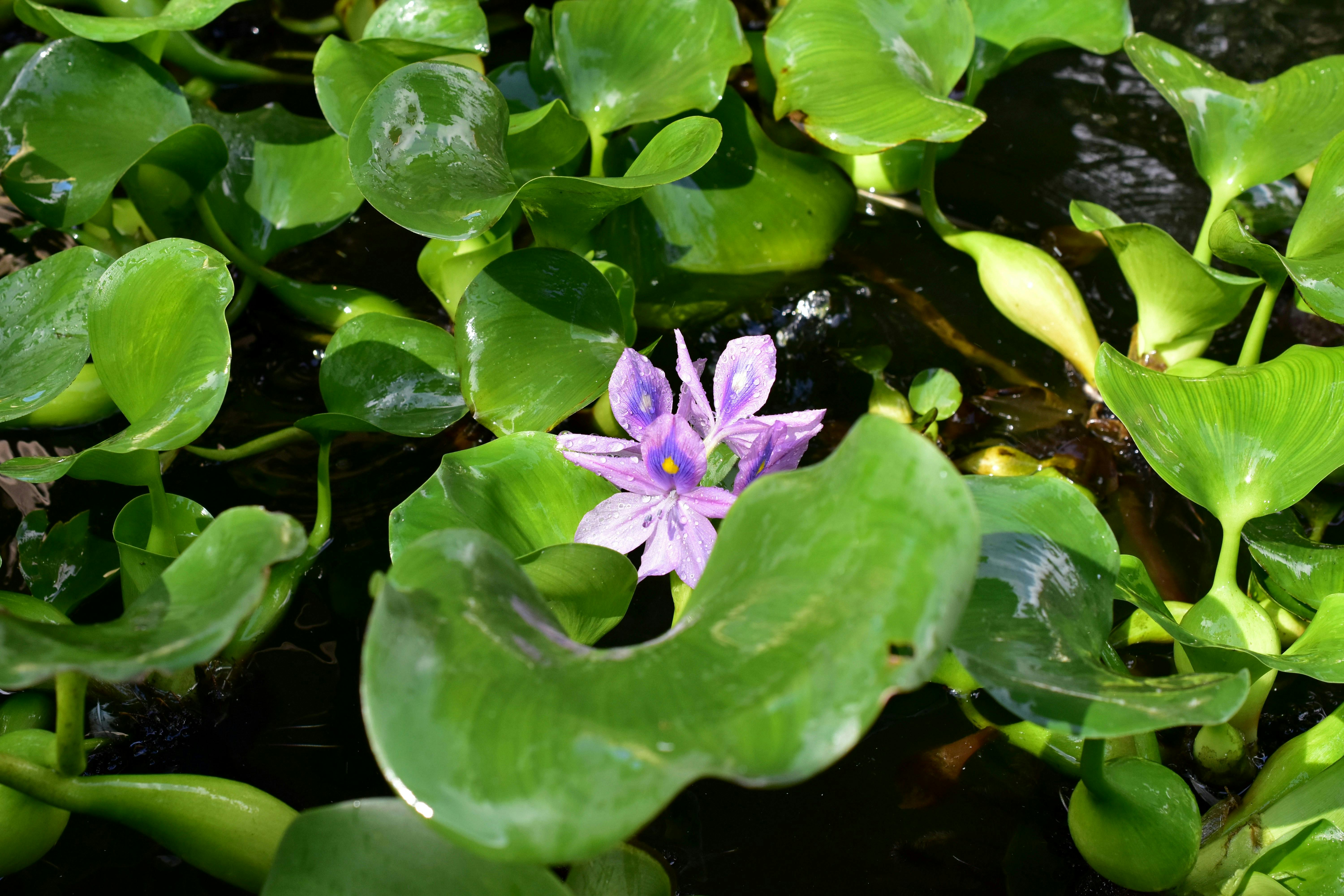 A purple water hyacinth flower amongst green leaves