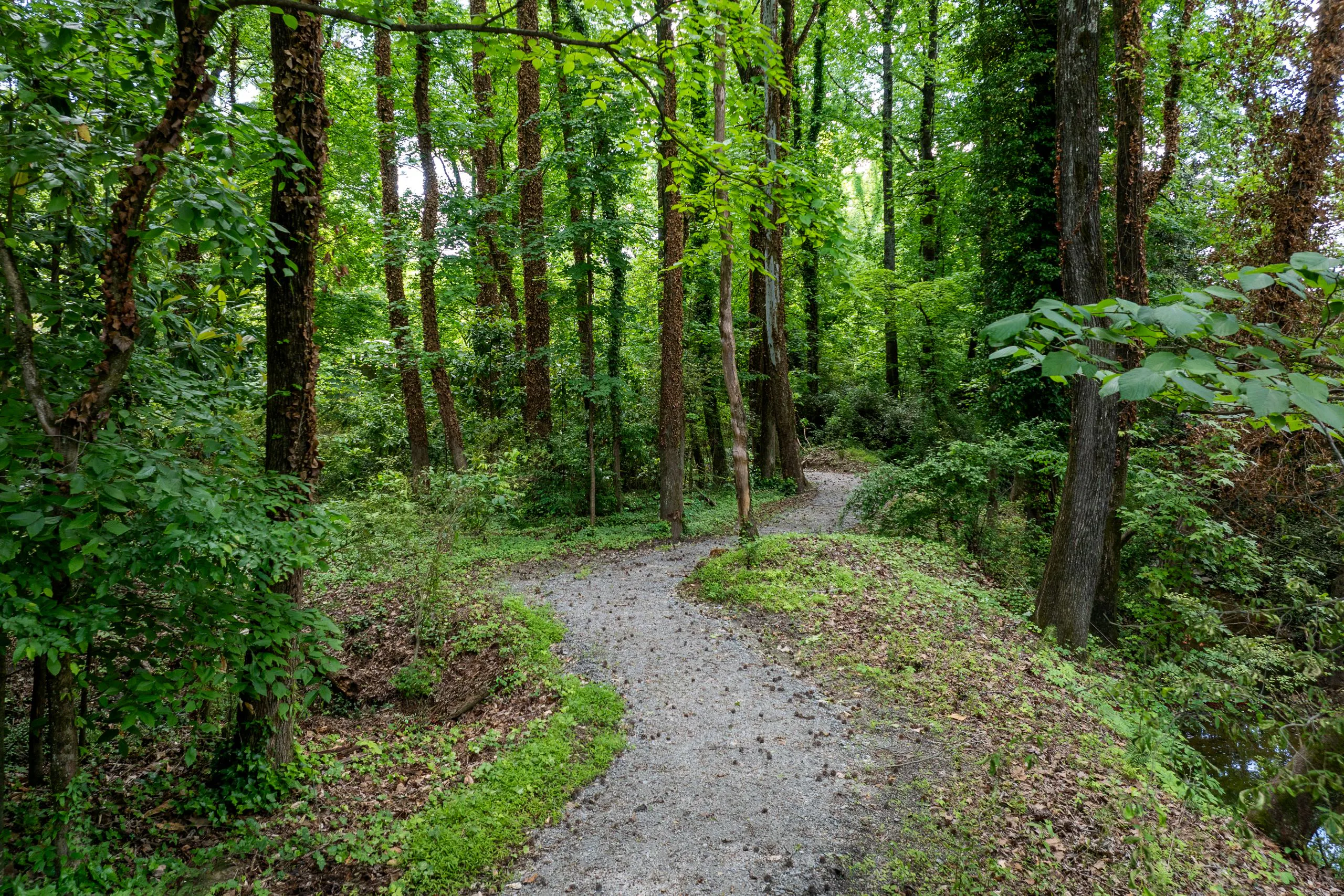 Dirt walking trail within dense woods with tall, thin green trees at AMLI Brookhaven apartments