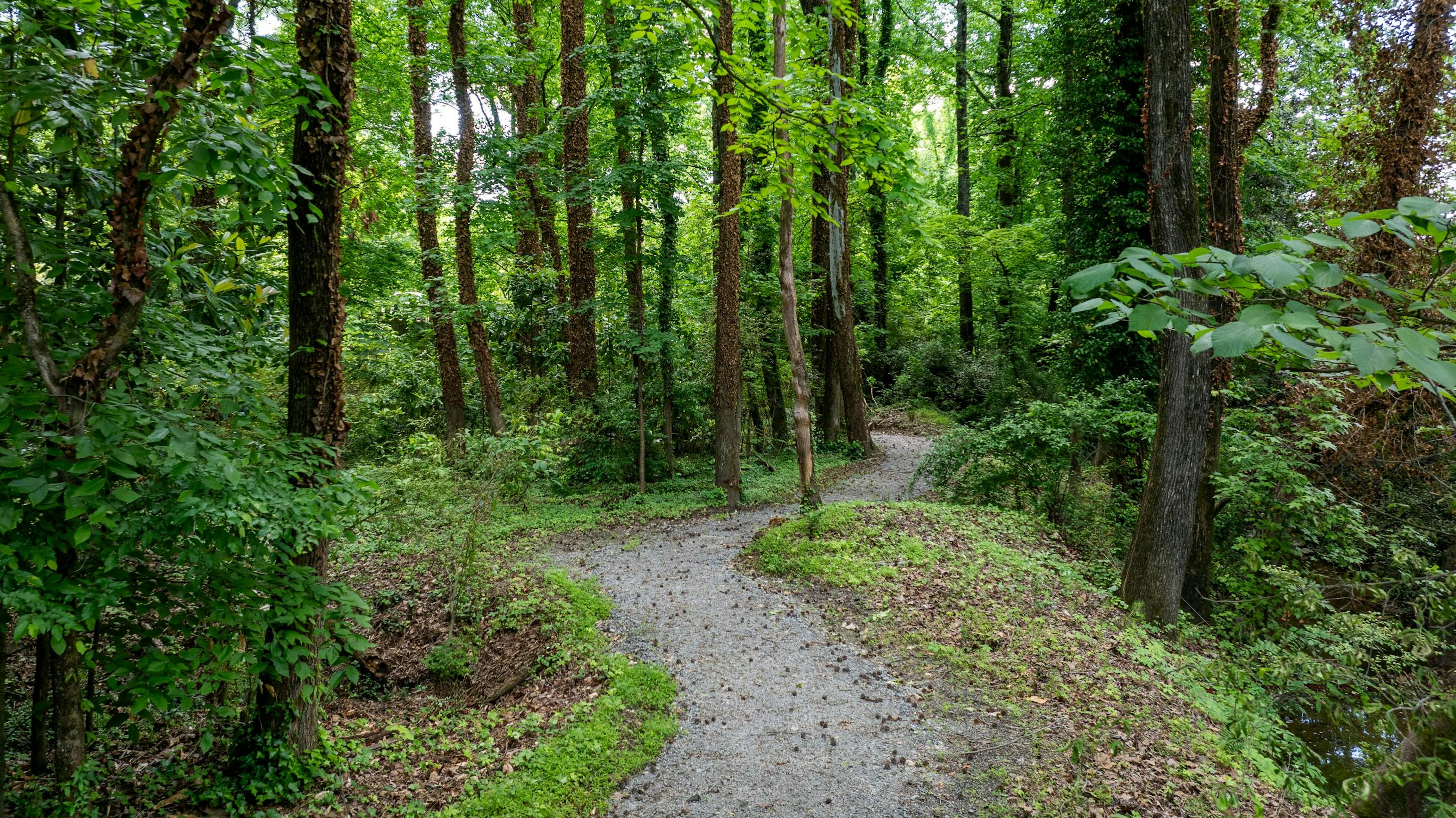 Dirt walking trail within dense woods with tall, thin green trees at AMLI Brookhaven apartments