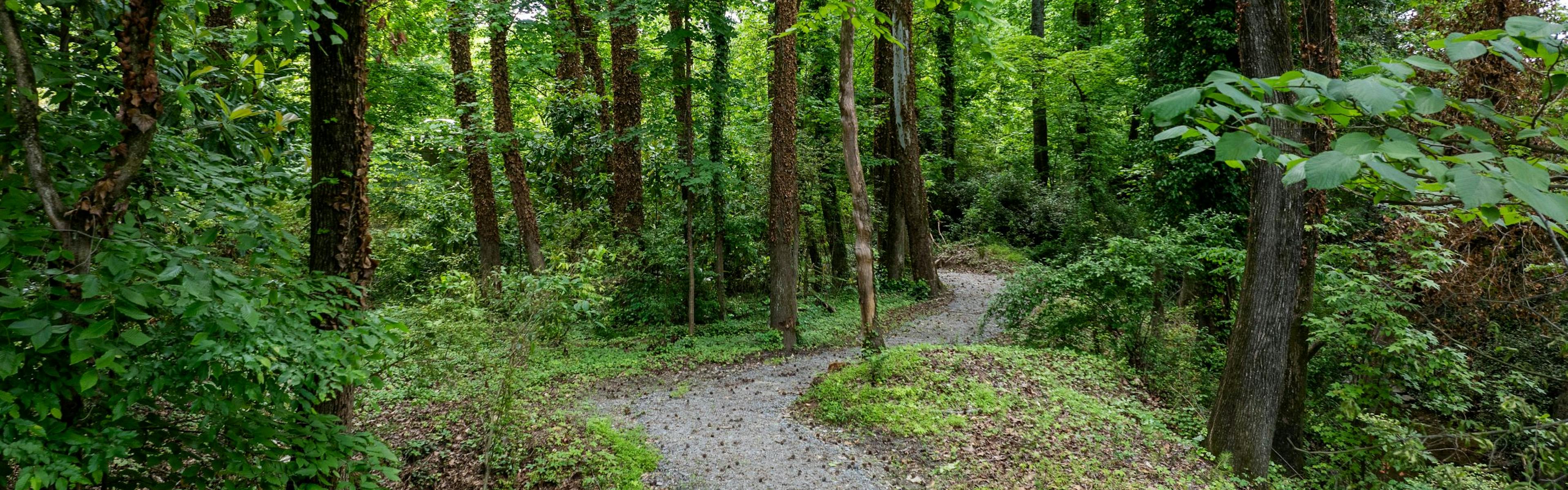 Dirt walking trail within dense woods with tall, thin green trees at AMLI Brookhaven apartments
