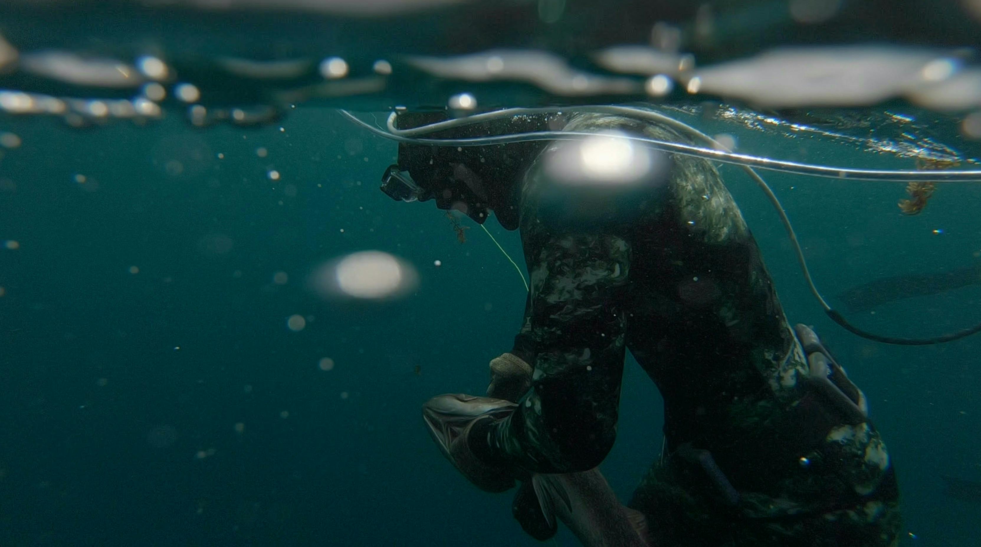A person with a fish just after having speared it underwater