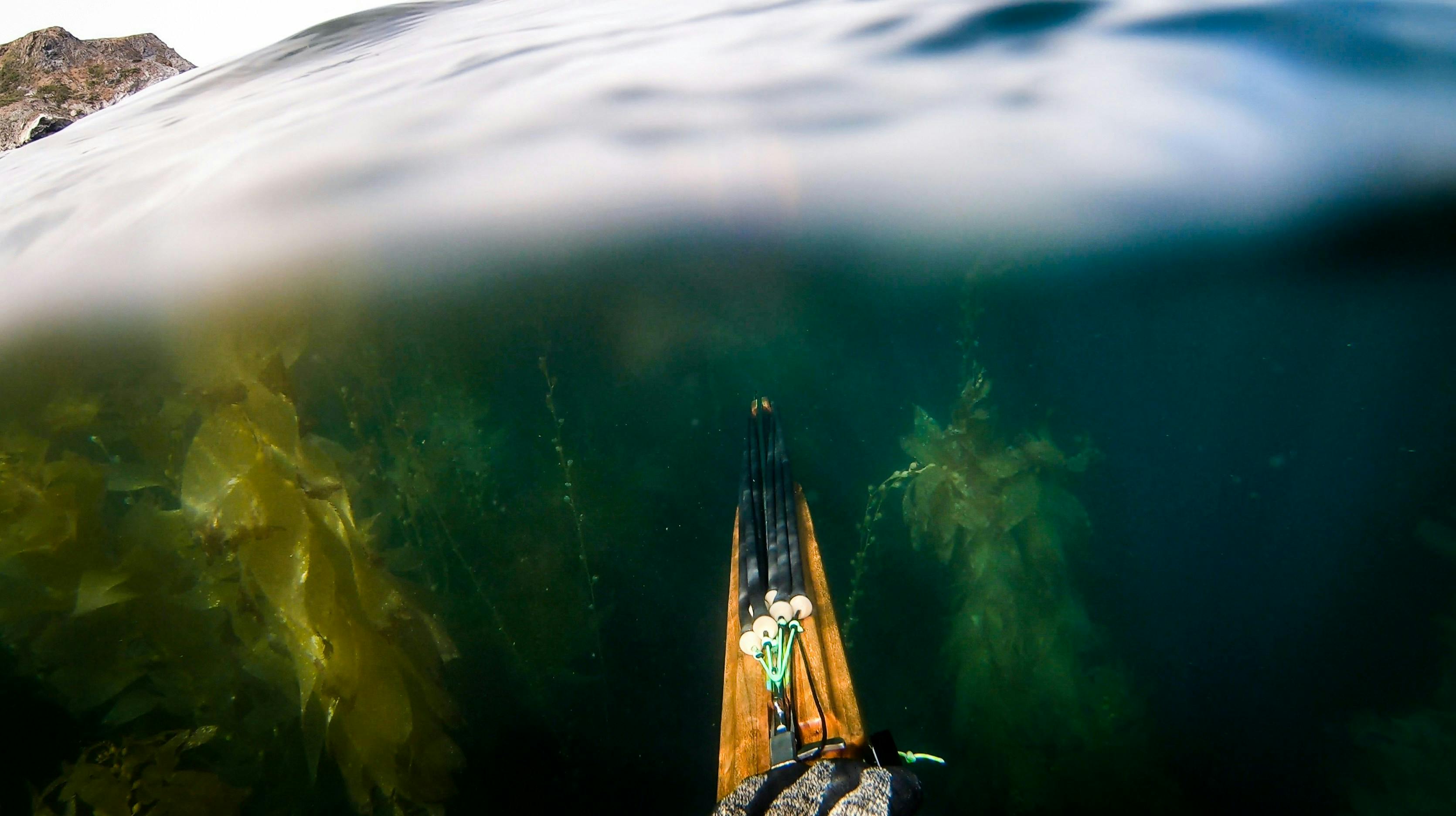A speargun seen from its holder pointed toward a kelp forest