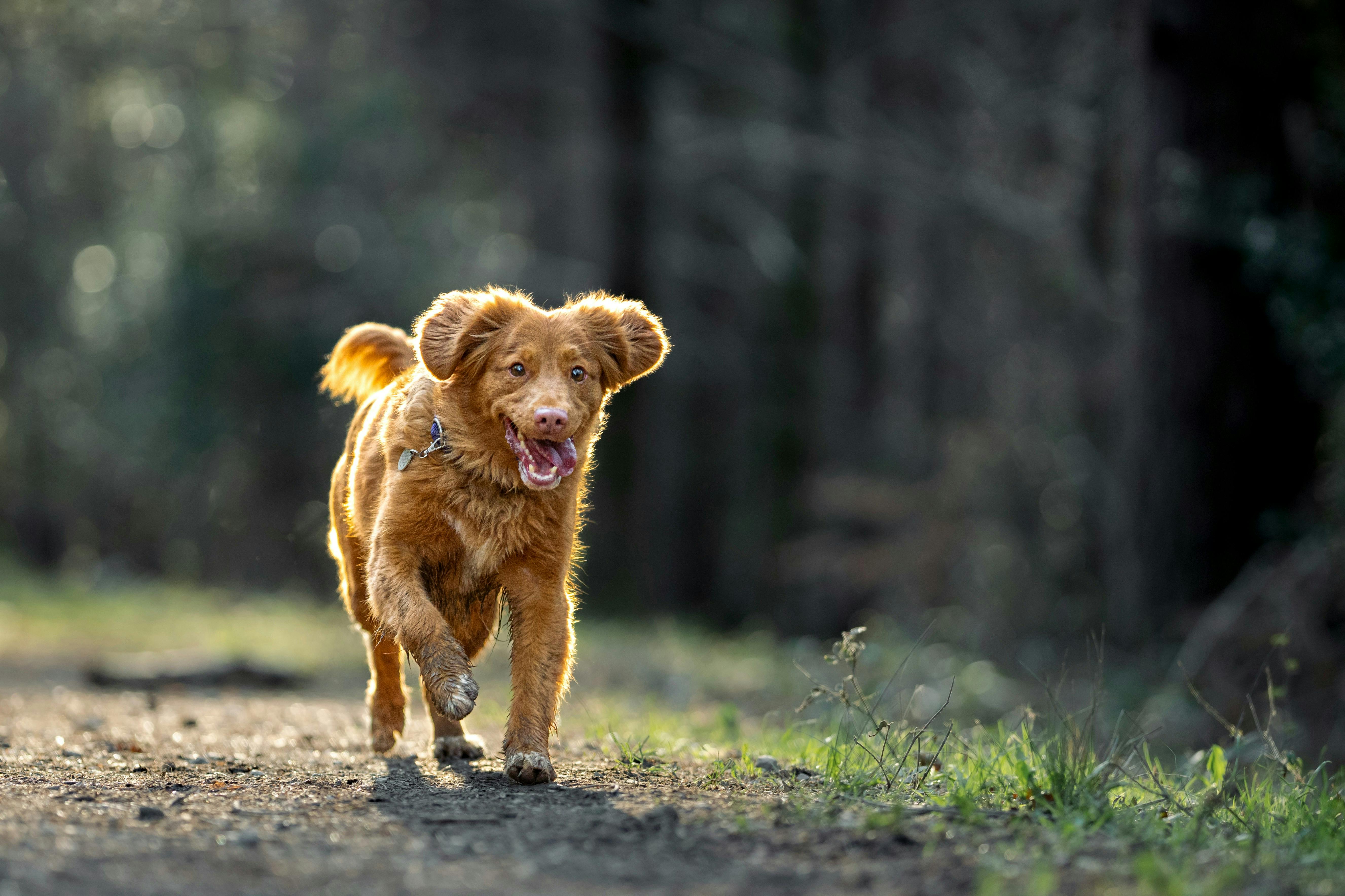 A medium-sized, reddish-brown dog with floppy ears and a wagging tail runs towards the viewer on a dirt path, with its tongue out, in a natural outdoor setting with blurred trees in the background.