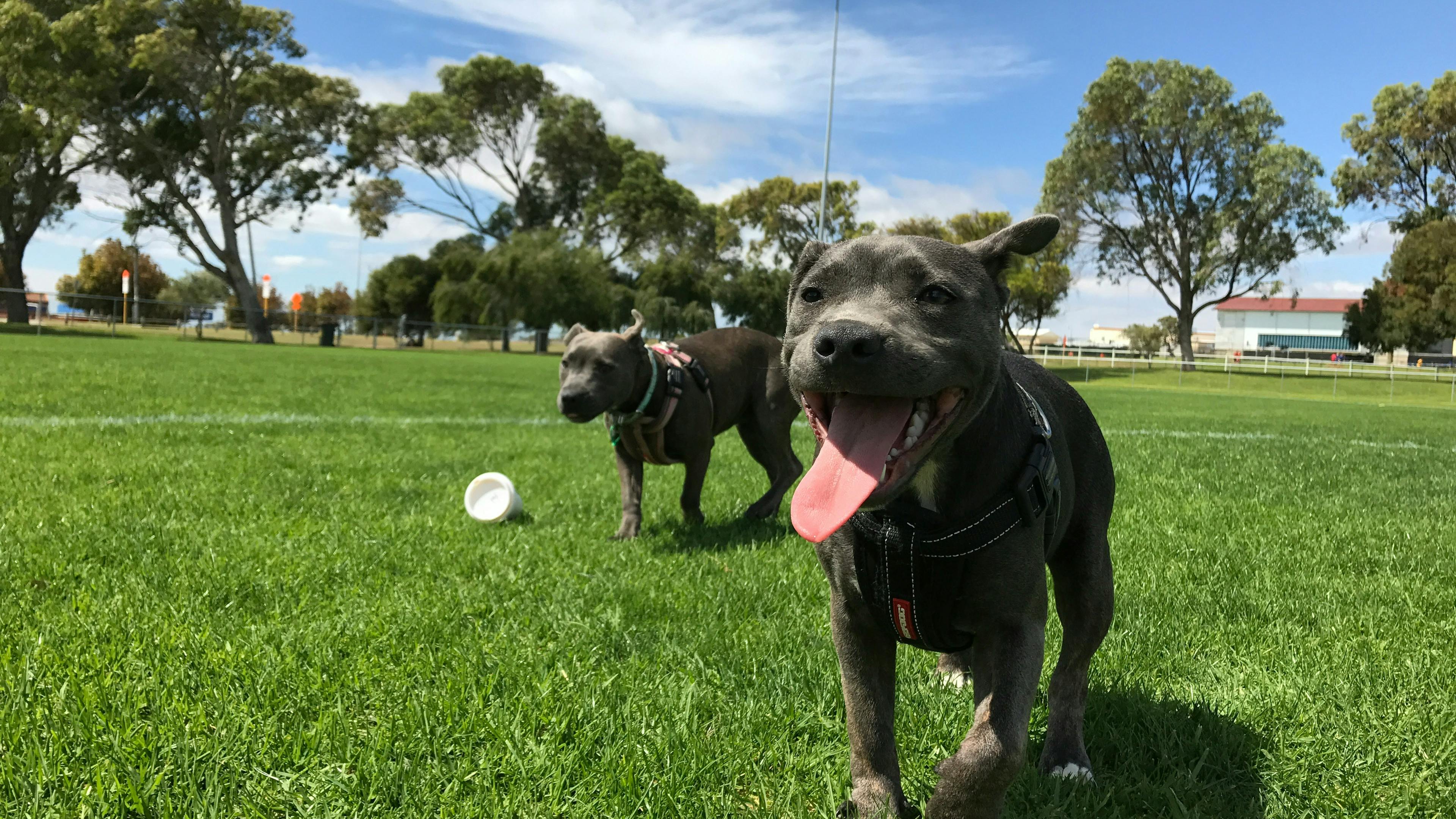 Two grey pit bull type dogs play in a sunny green field under a blue sky with some clouds. One dog in the foreground, wearing a harness, is looking directly at the camera with its tongue out.