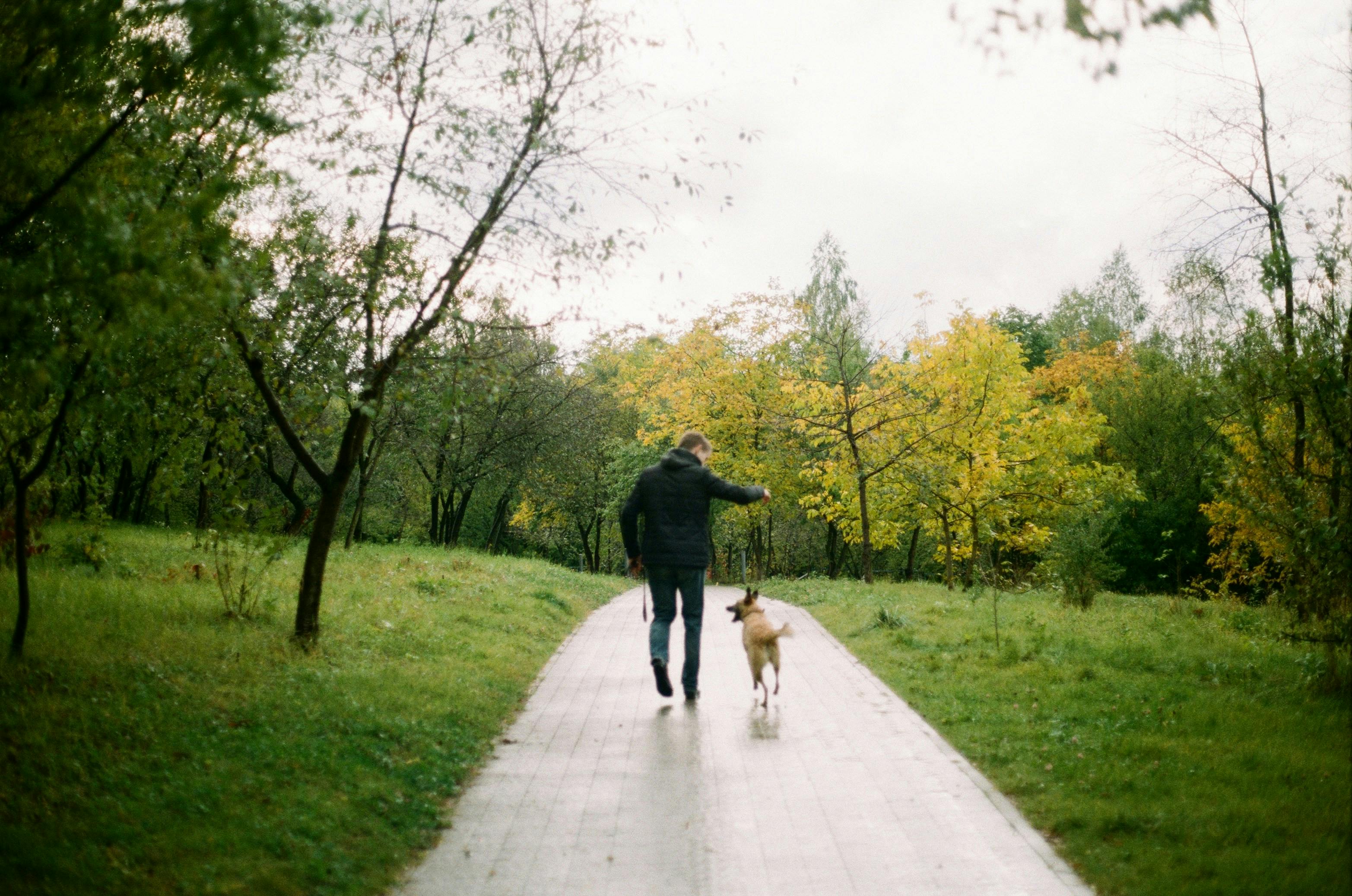 A person in a dark jacket and jeans walks away from the camera with a medium-sized, light brown dog on a paved path through a park. The trees on either side of the path show hints of autumn colors.