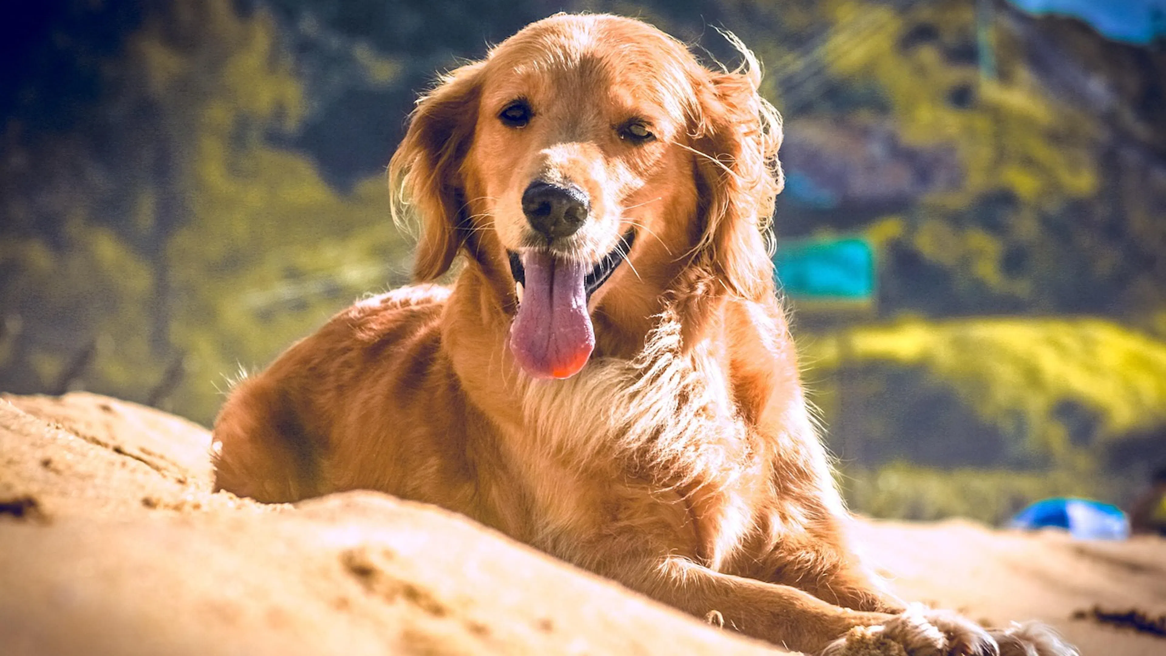tan dog laying on rock in front of green mountains