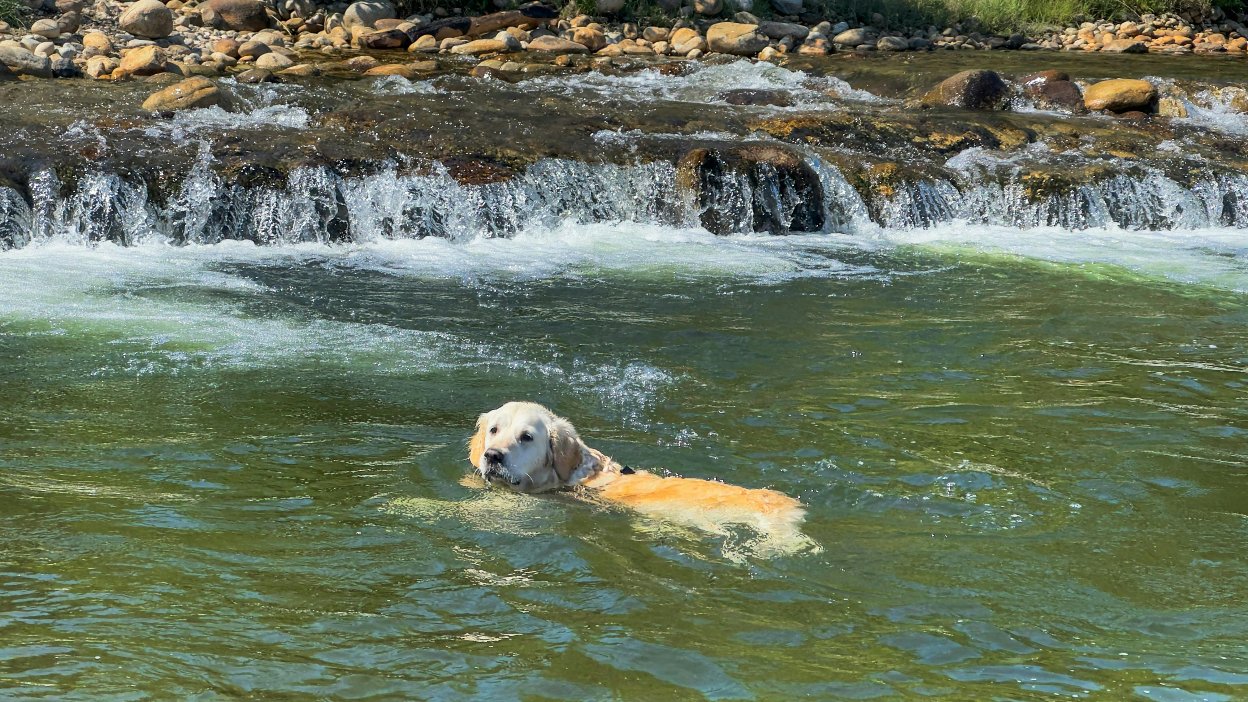 A golden retriever dog is swimming in a river or pond, with a rocky waterfall cascading behind it. The water is a greenish color.