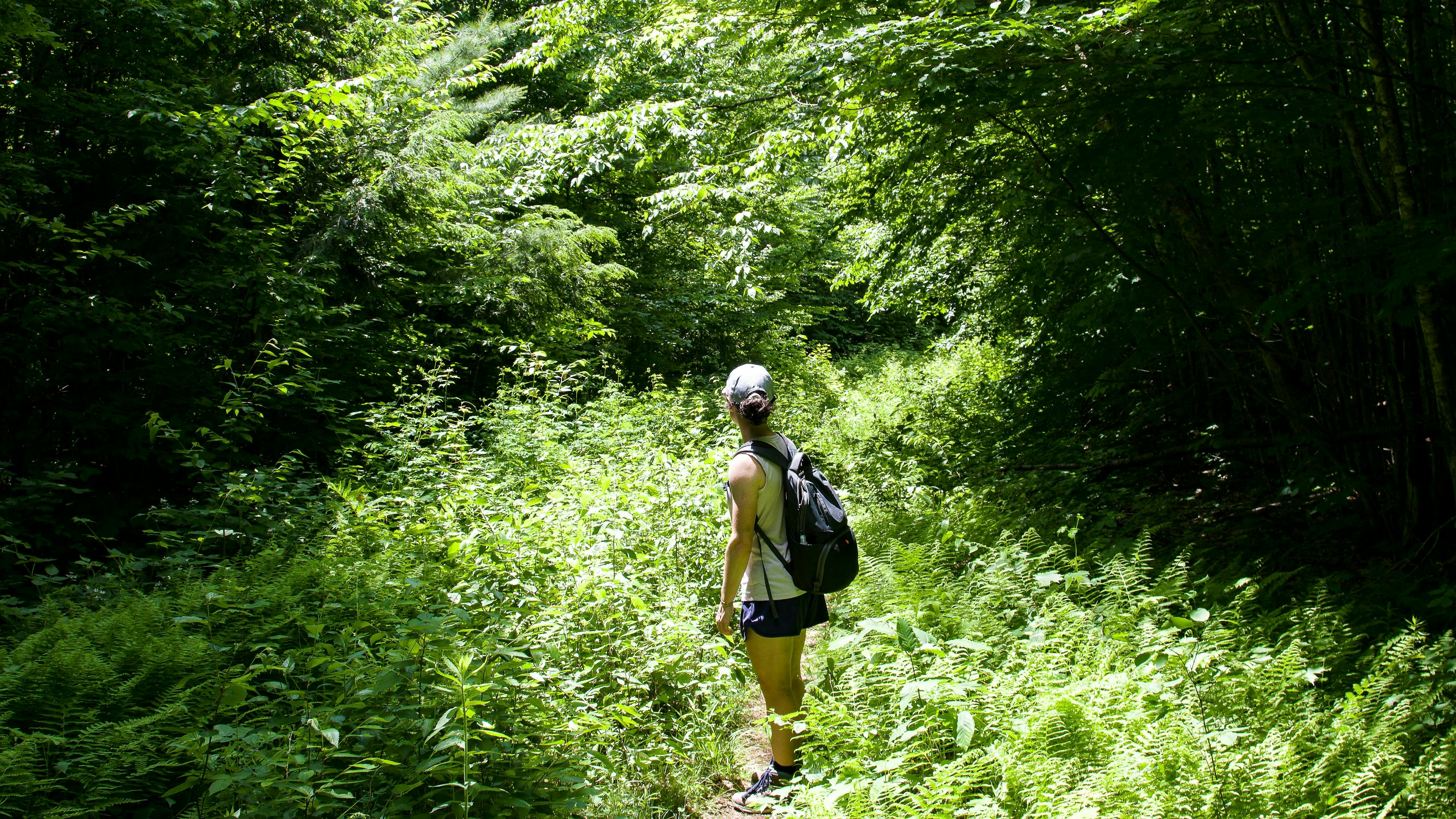 A hiker with a backpack and a cap is standing on a trail, looking back over their shoulder, surrounded by lush green foliage and ferns in a sunlit forest.