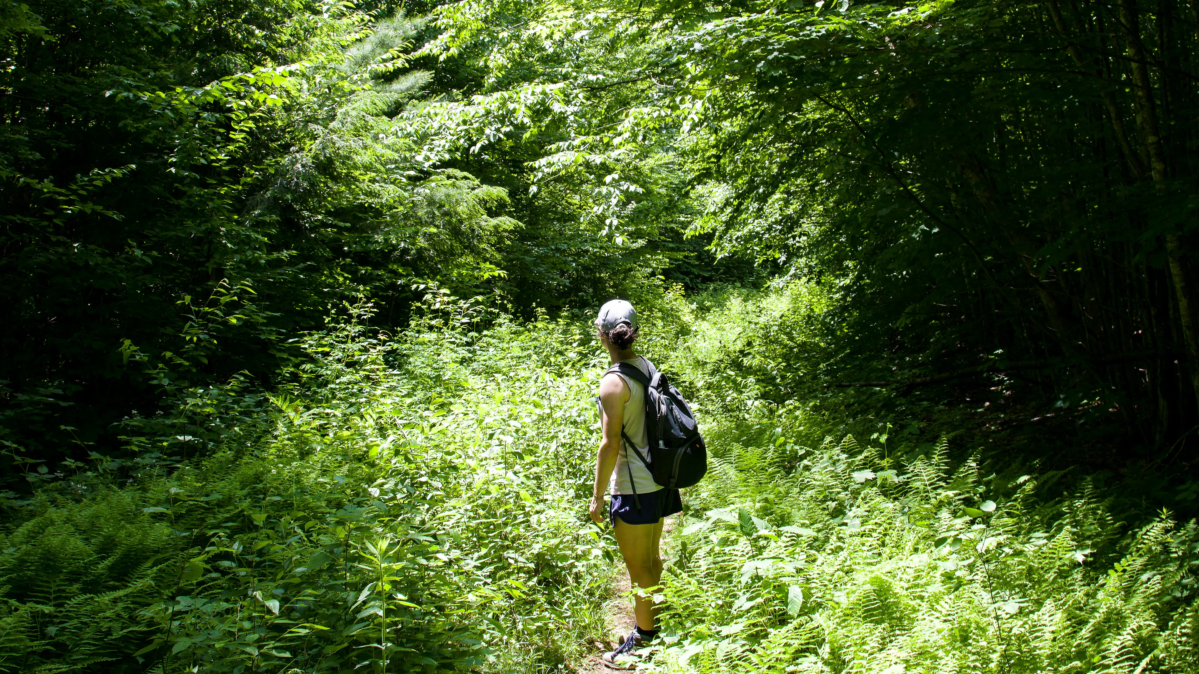 A hiker with a backpack and a cap is standing on a trail, looking back over their shoulder, surrounded by lush green foliage and ferns in a sunlit forest.