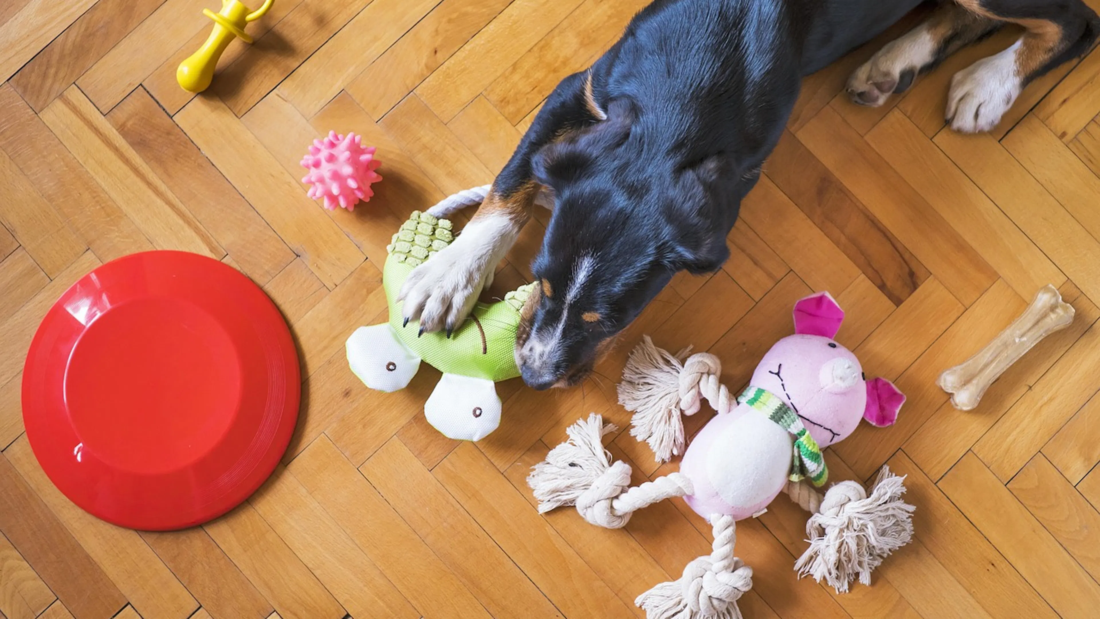 black dog laying on wood floor with multiple chew toys