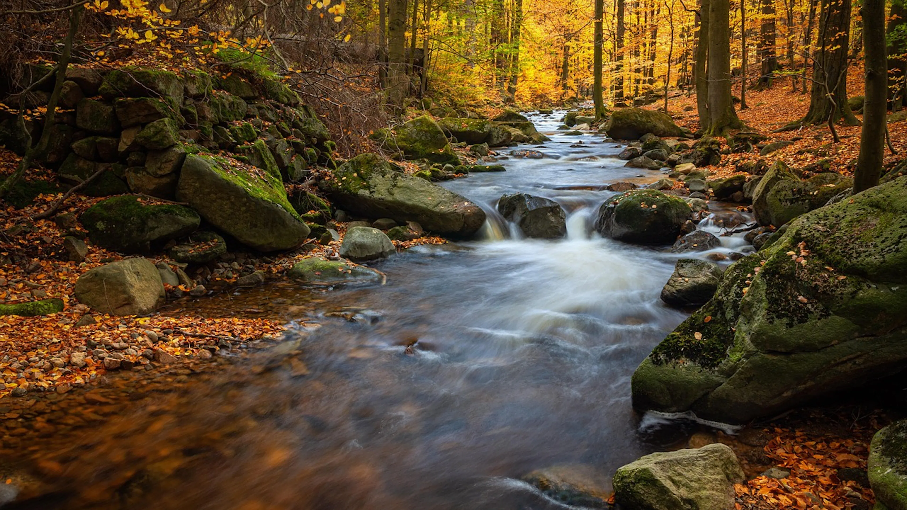 Mountain stream with large boulders running through woods with yellow and orange foliage
