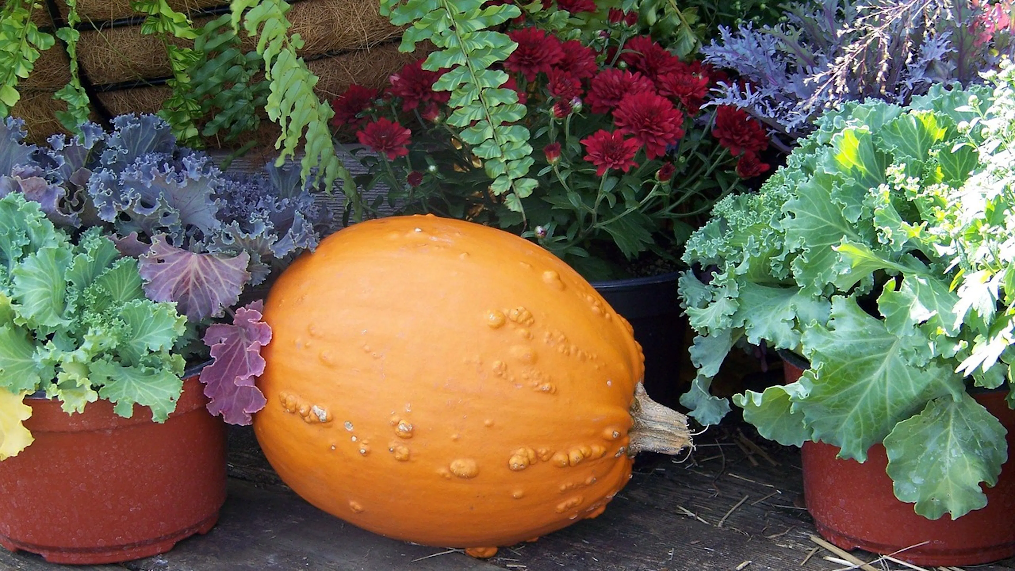 orange pumpkin in front of containers with green kale cabbage and crimson mum flowers