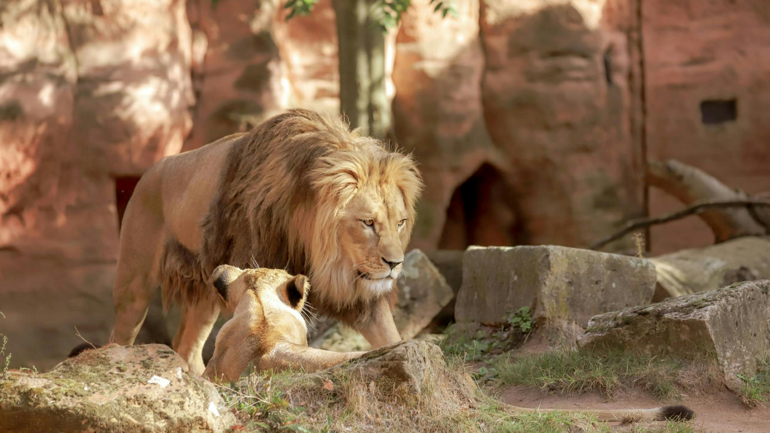 Lion and its cub resting together on rocks inside a zoo enclosure.