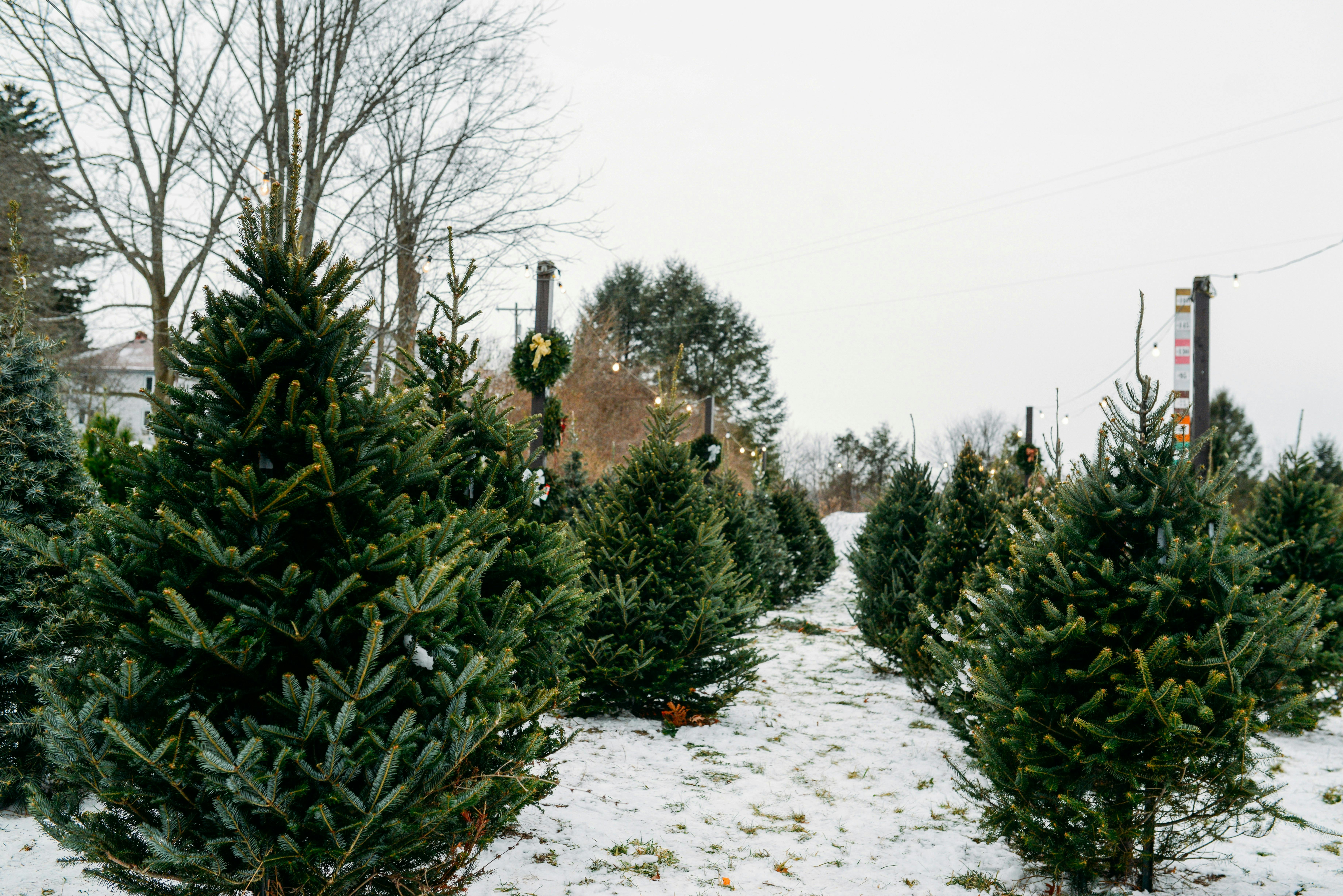 A view down a snowy path lined with rows of small, vibrant green Christmas trees at a tree farm on an overcast day. A few posts in the background are decorated with small wreaths.