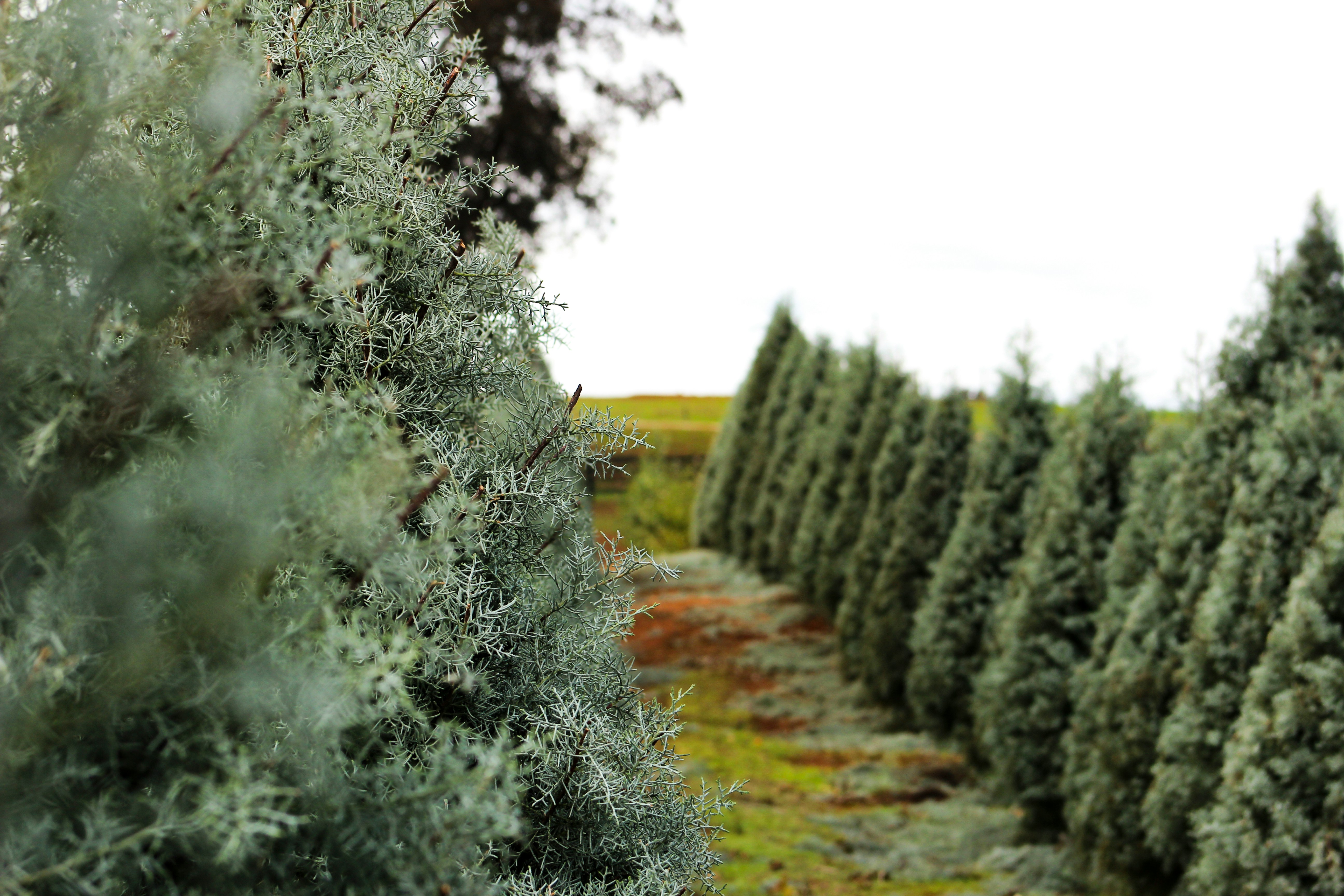 Where To Buy Holiday Trees Near Redmond