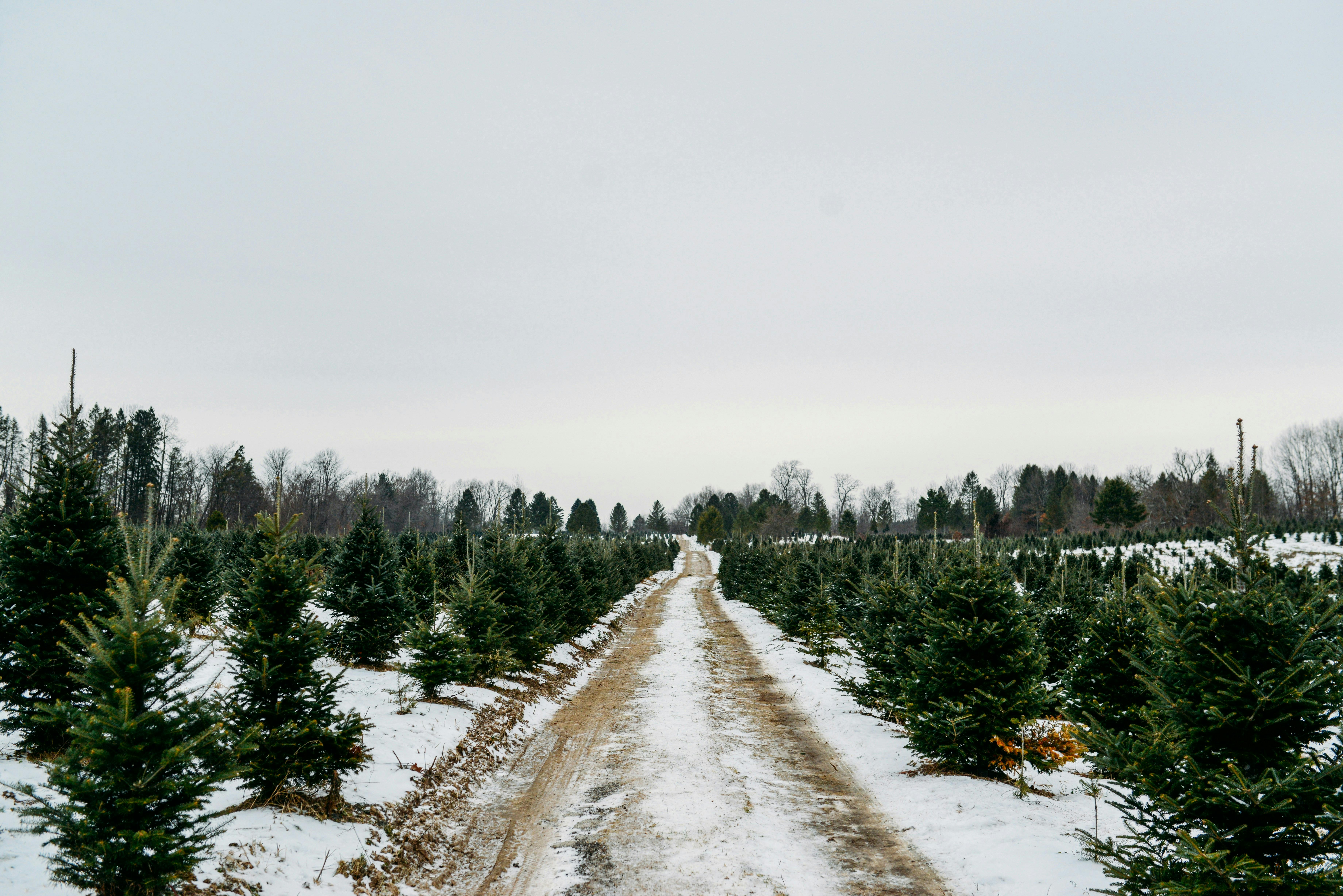 A wide shot of a Christmas tree farm in winter, showing a snow-dusted dirt path running straight into the distance, flanked by endless rows of small evergreen trees under a pale sky.