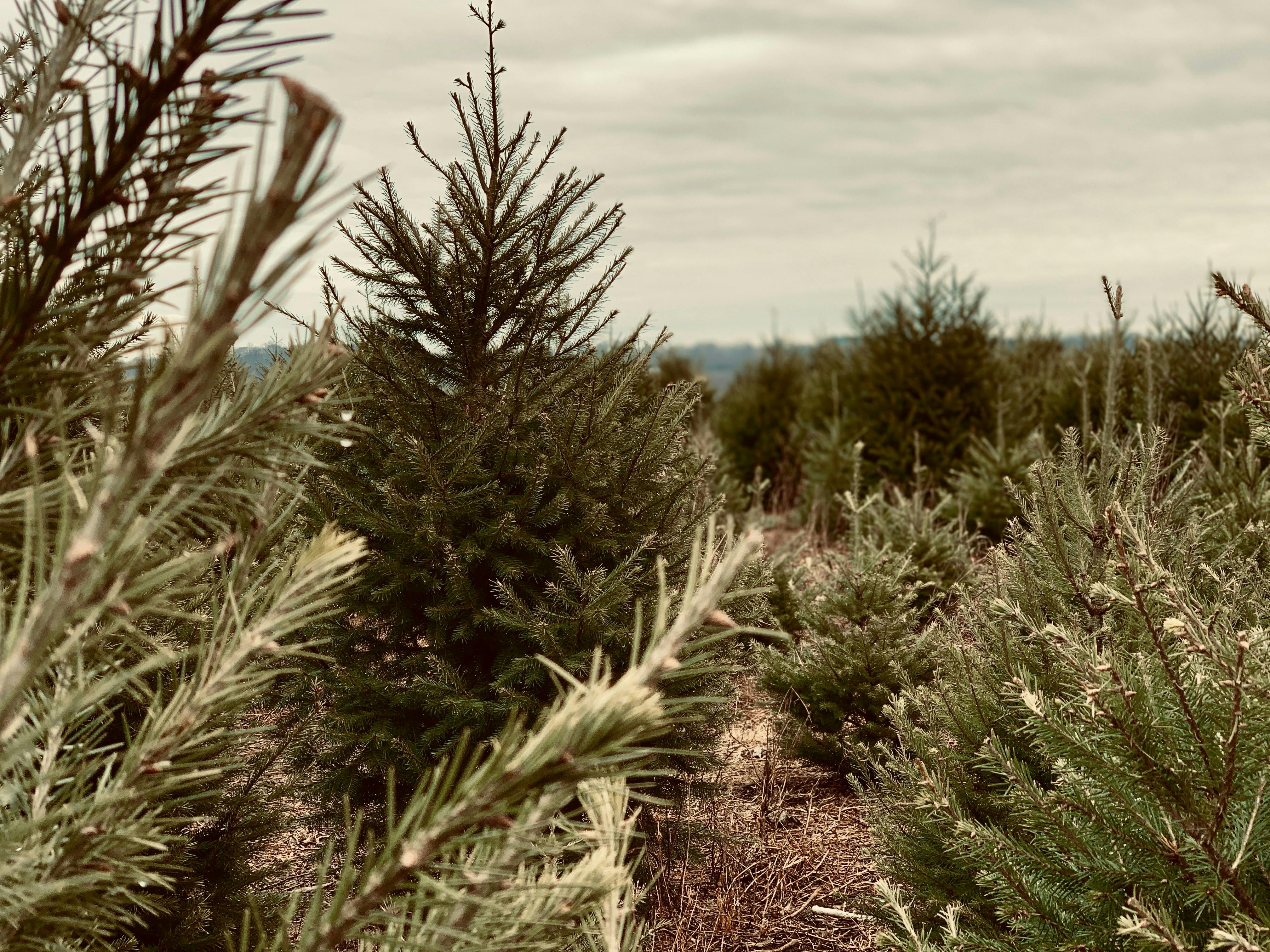 A close-up, low-angle shot of a young, small evergreen tree standing tall in the center of a Christmas tree field, surrounded by shorter pine branches and dry ground under an overcast sky.