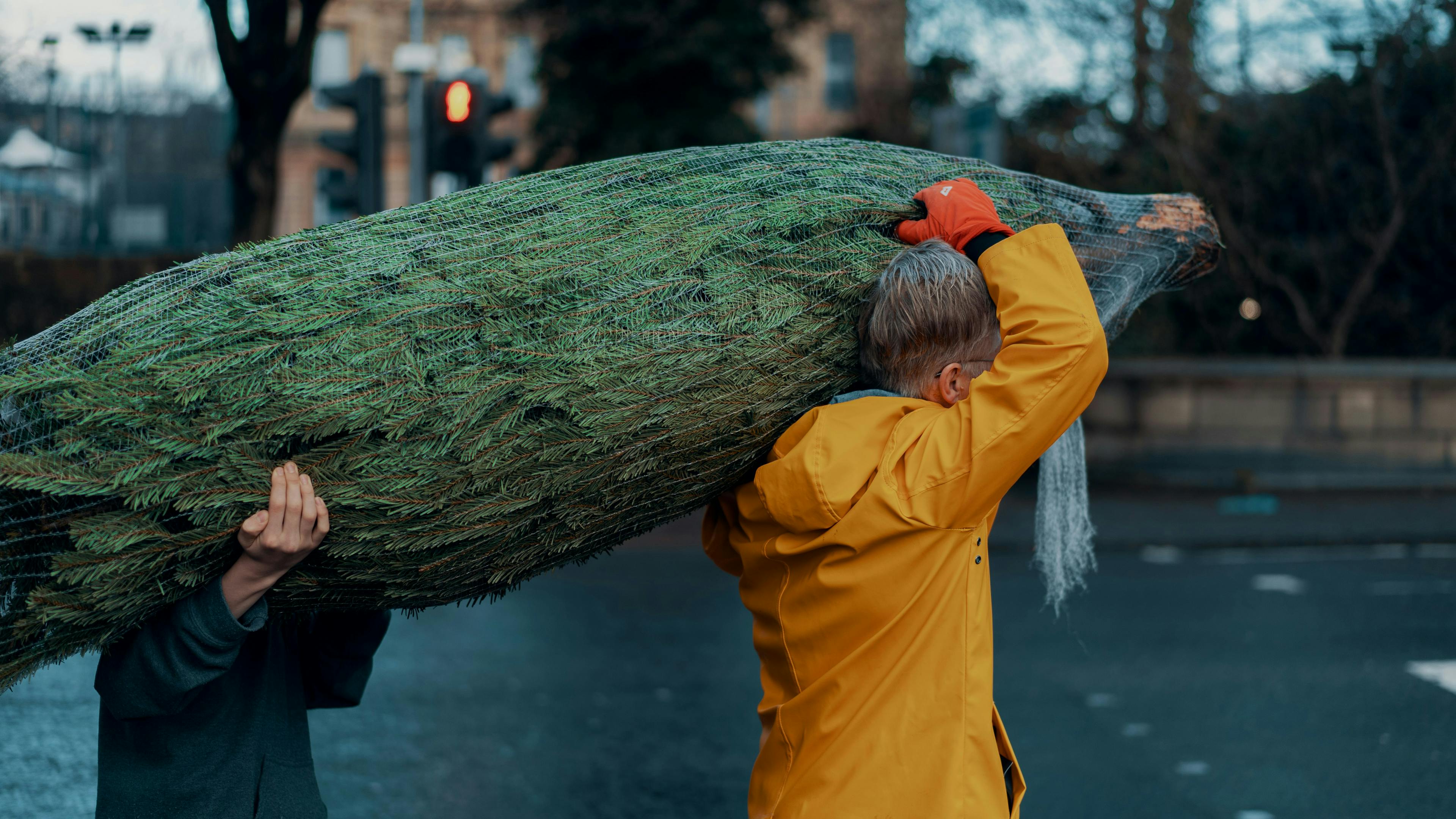 Two people carrying a large, netting-wrapped Christmas tree over their shoulders across a wet, urban street. One person is wearing a bright yellow raincoat and orange gloves.