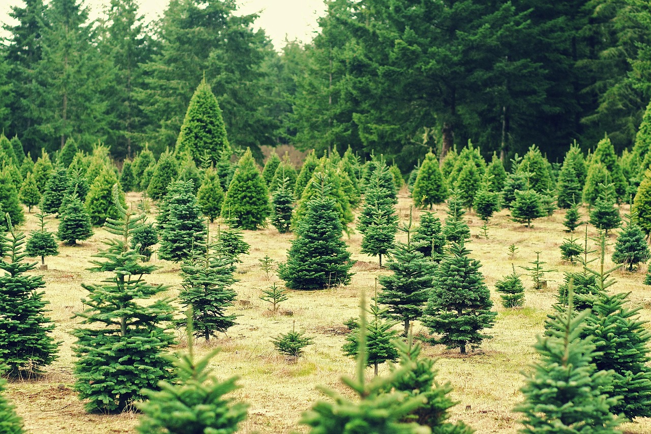 Where to Buy Real Christmas Trees Near Buckhead
