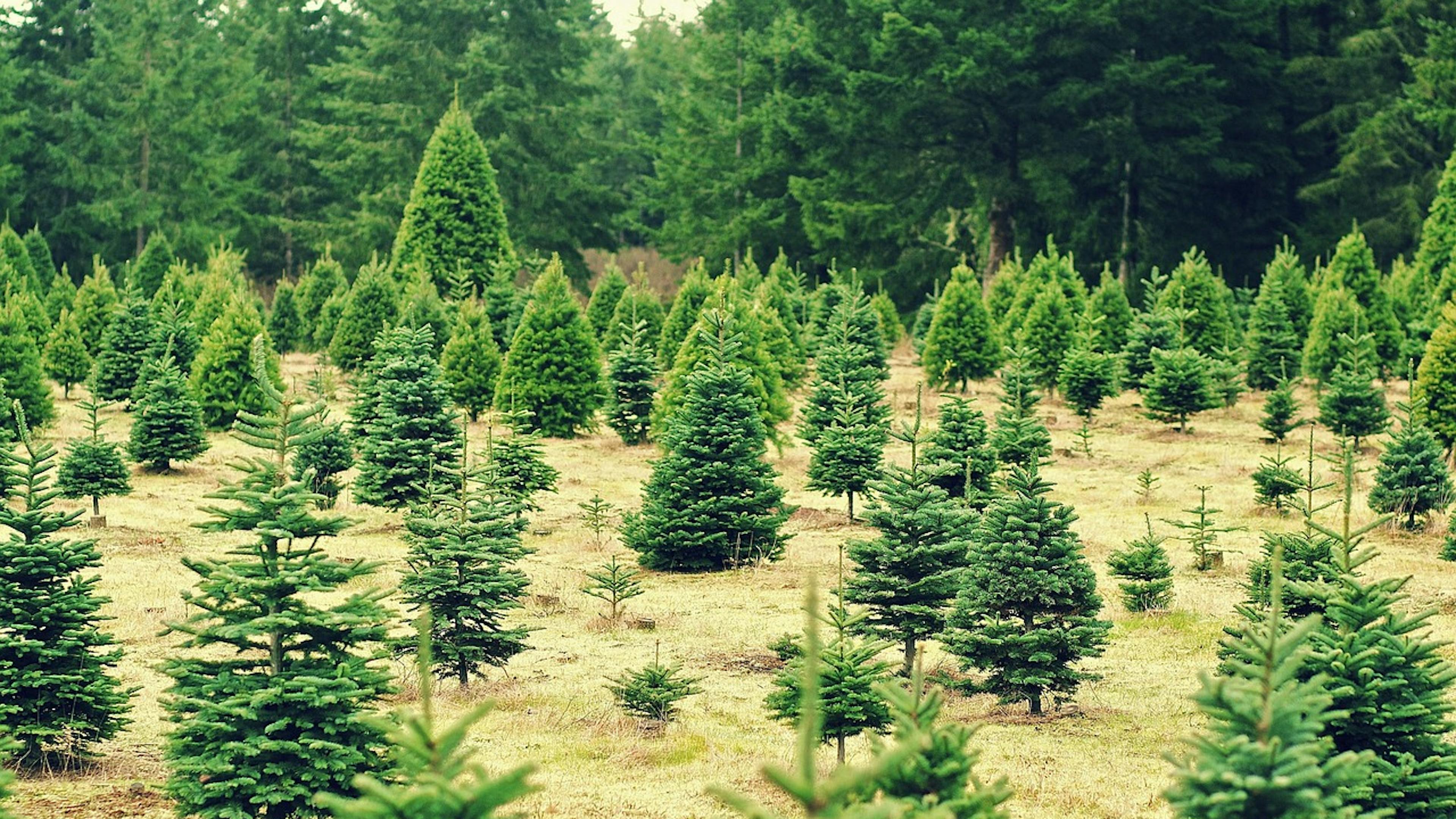 A wide-angle view of a holiday tree farm field showing rows of various-sized, small to medium-sized evergreen trees with a dense forest in the background.