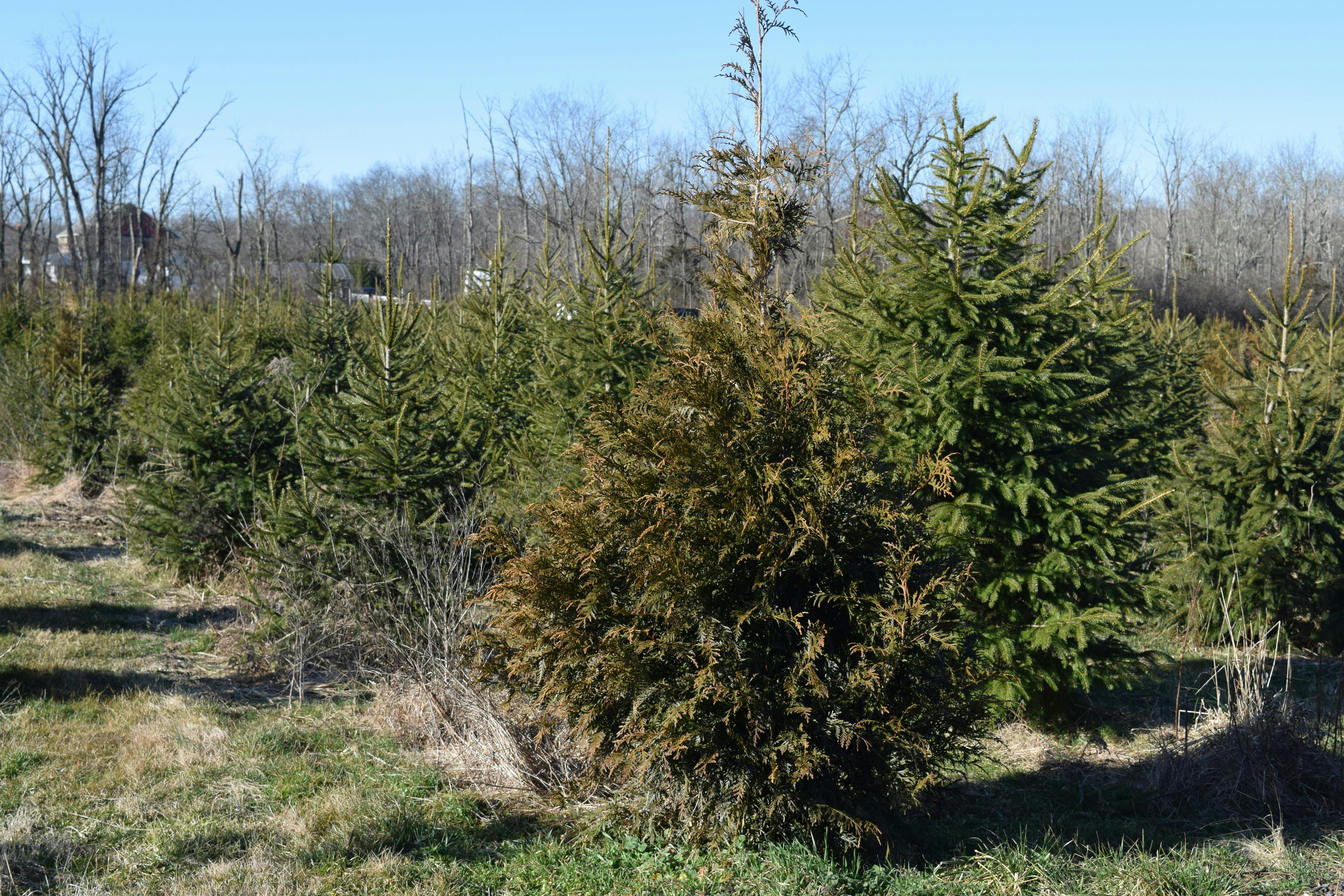 A close-up shot of a small, brown-tinged evergreen shrub in a tree farm in the foreground, with rows of healthy green Christmas trees and bare deciduous trees in the background under a clear blue sky.