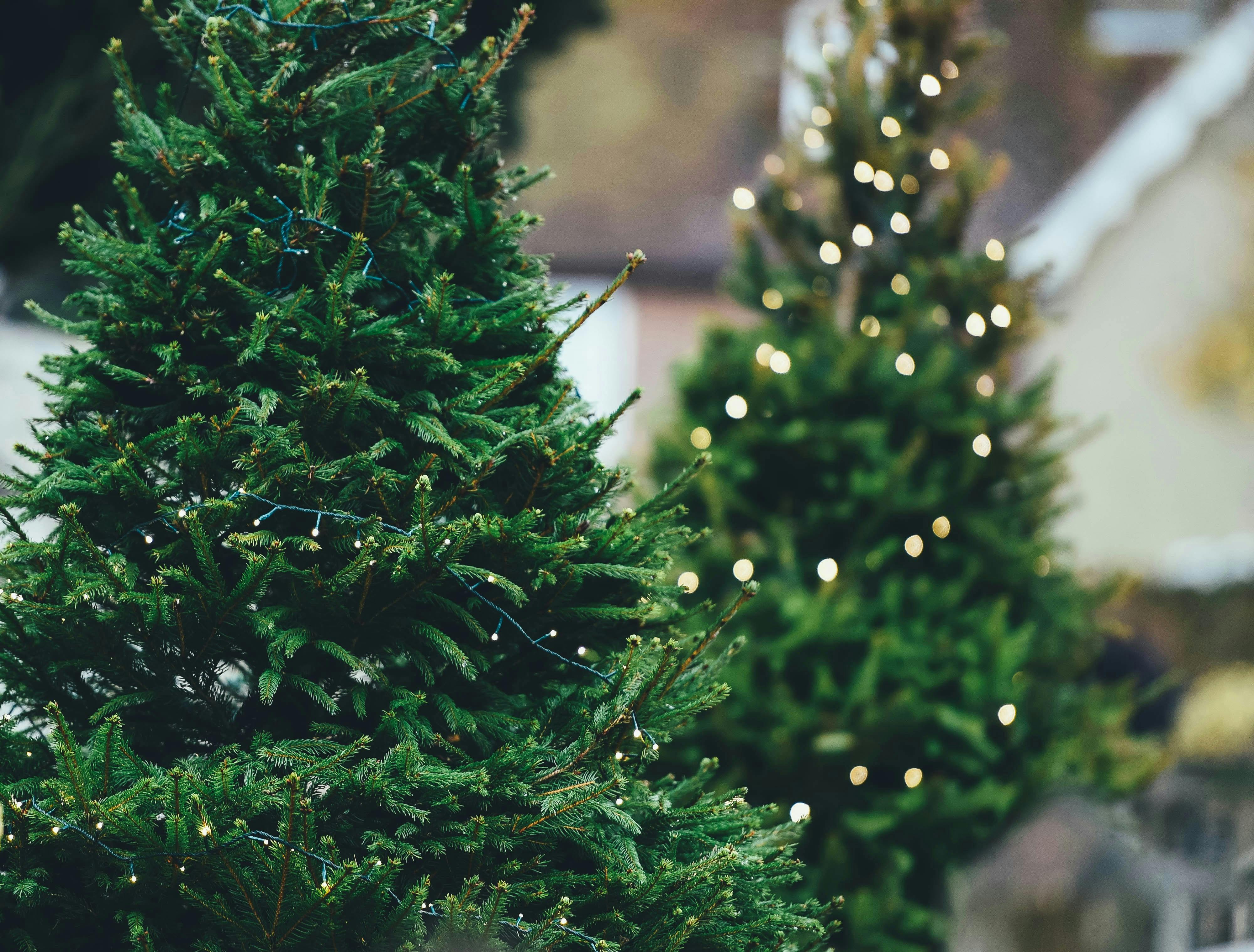A close-up of a lush green evergreen tree with thin wire lights wrapped around its branches. In the background, a second tree is out of focus, glowing with warm white Christmas lights against a soft outdoor setting.

