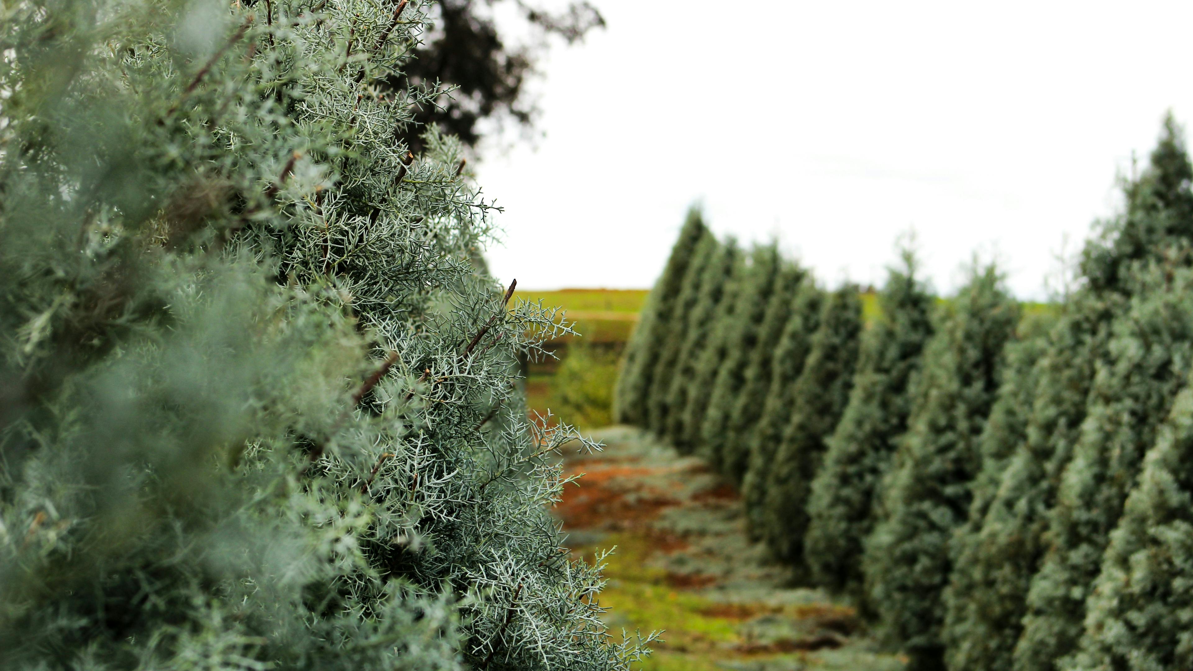 A perspective shot of a holiday tree farm. A row of conical evergreen trees stretches into the distance along a grassy path, framed by a soft-focus close-up of blue-green pine needles in the immediate foreground.