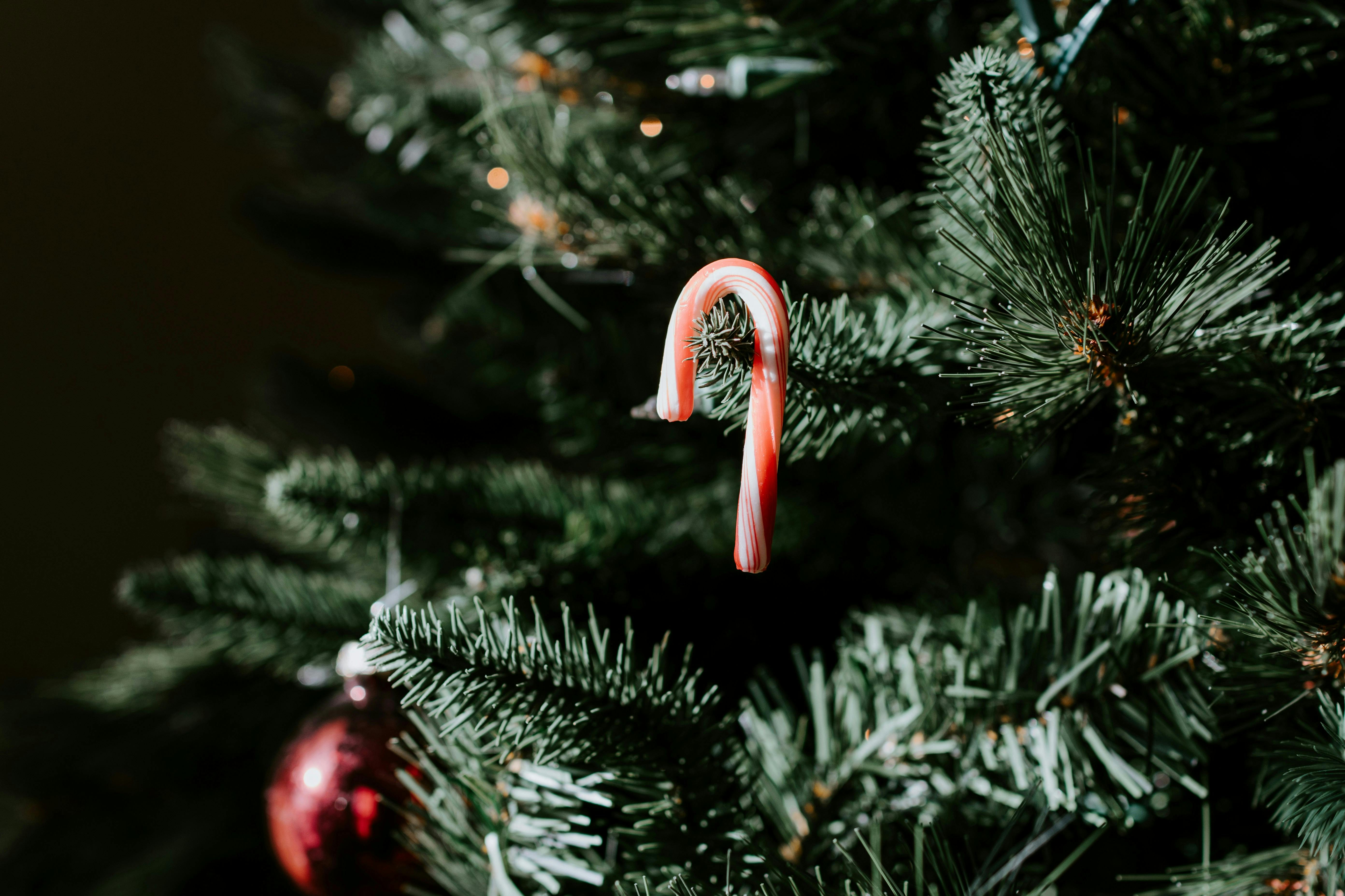 A close-up shot of a single red and white striped candy cane hanging from a green pine branch on a Christmas tree. In the blurred background, a red ornament and soft warm fairy lights are visible.