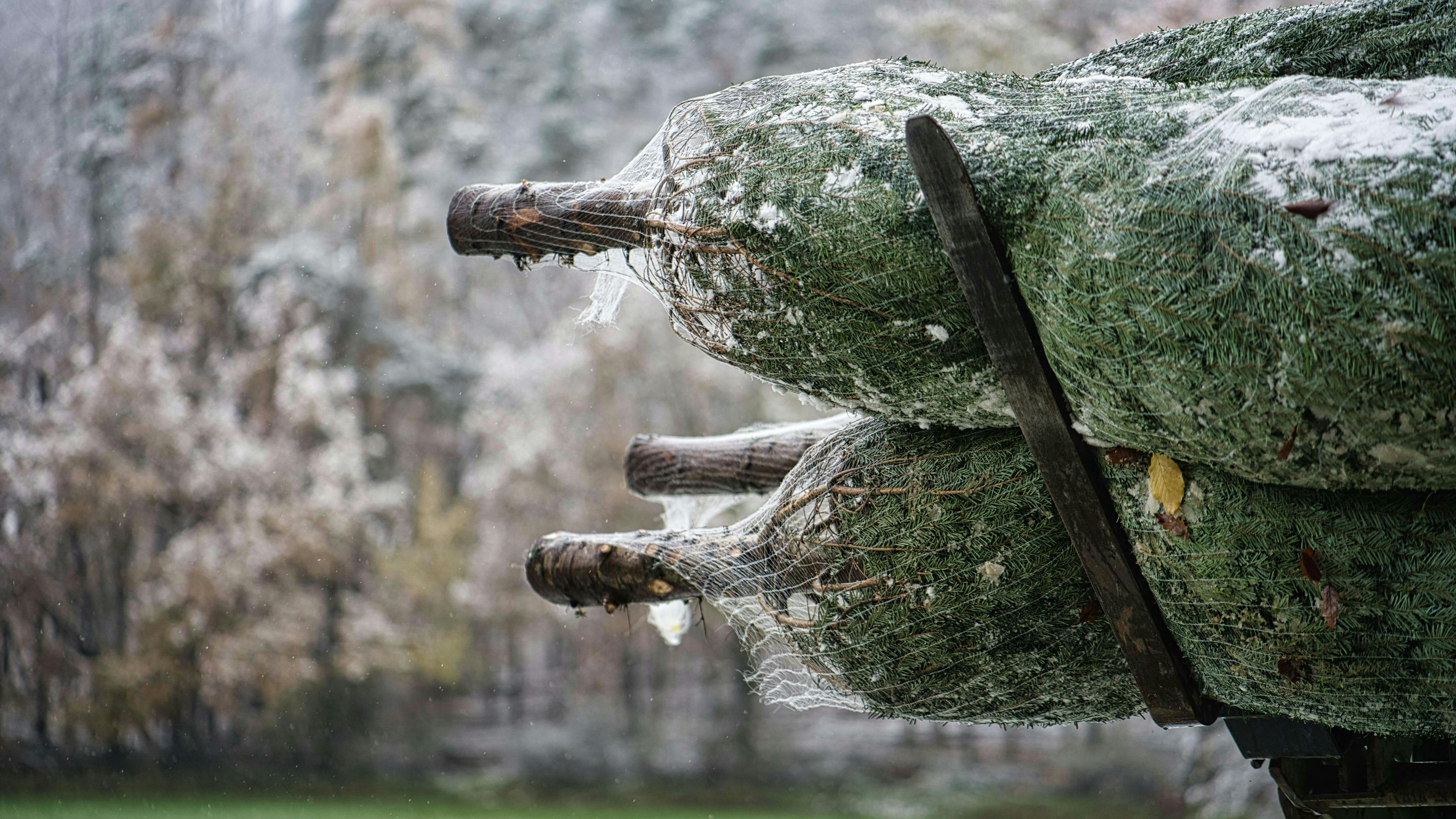 Several freshly cut Christmas trees wrapped in white protective netting, stacked on the back of a truck. The background shows a snowy, misty forest landscape on a cold winter day.


