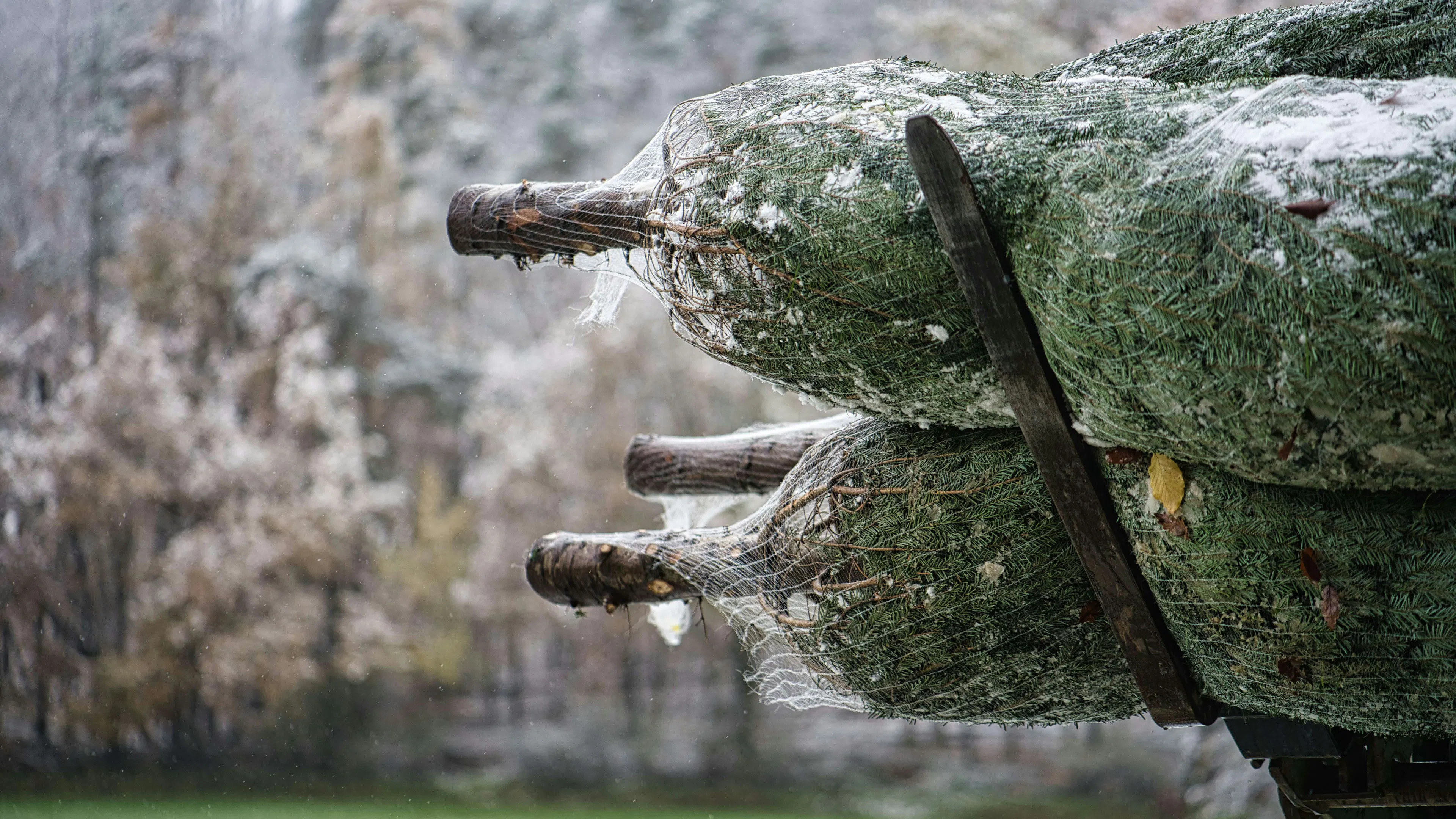 Several freshly cut Christmas trees wrapped in white protective netting, stacked on the back of a truck. The background shows a snowy, misty forest landscape on a cold winter day.
