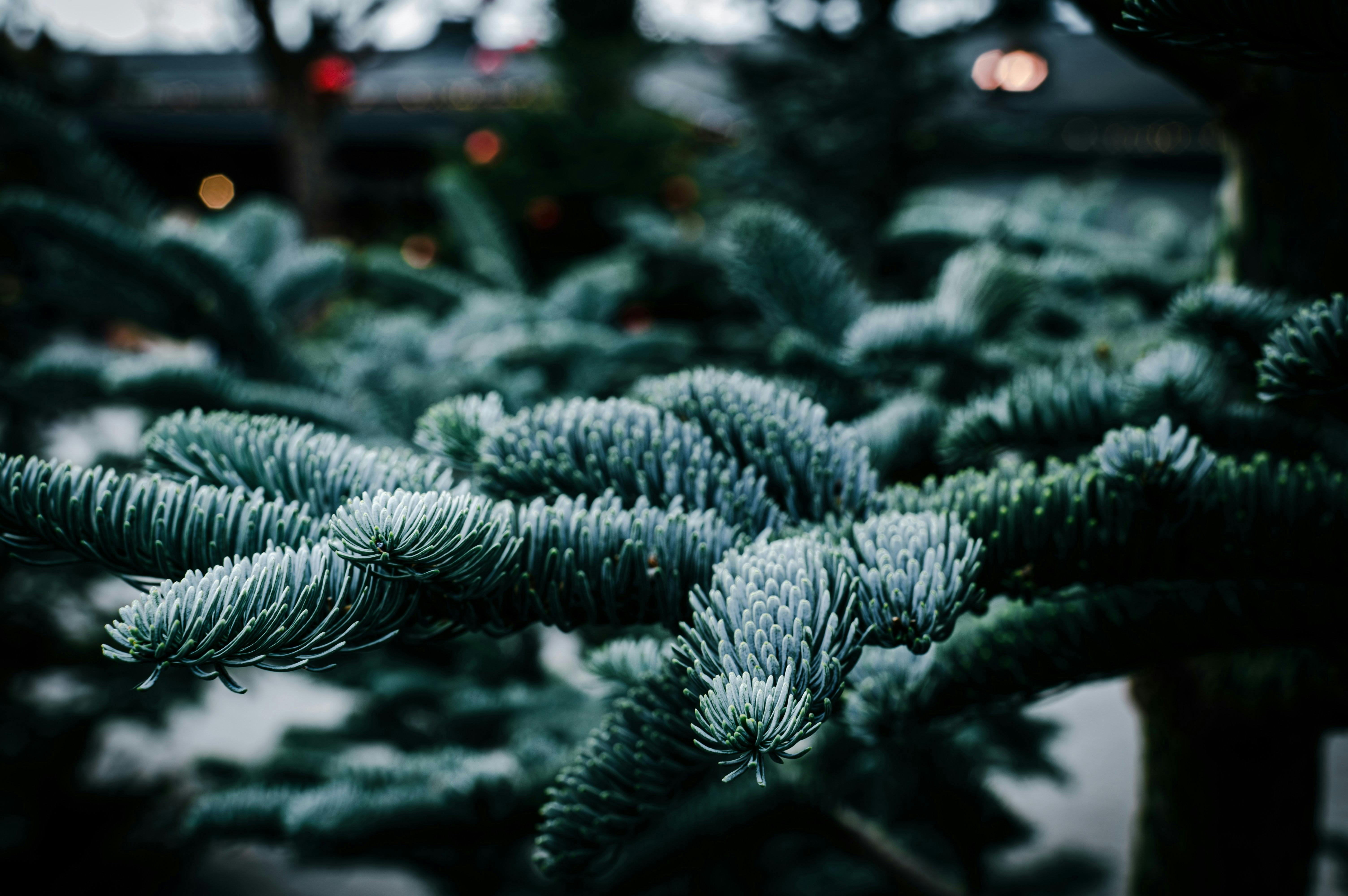 A moody, high-detail close-up of thick evergreen pine needles. The branches are a deep bluish-green, with soft bokeh lights appearing in the dark background, creating a wintery atmosphere.