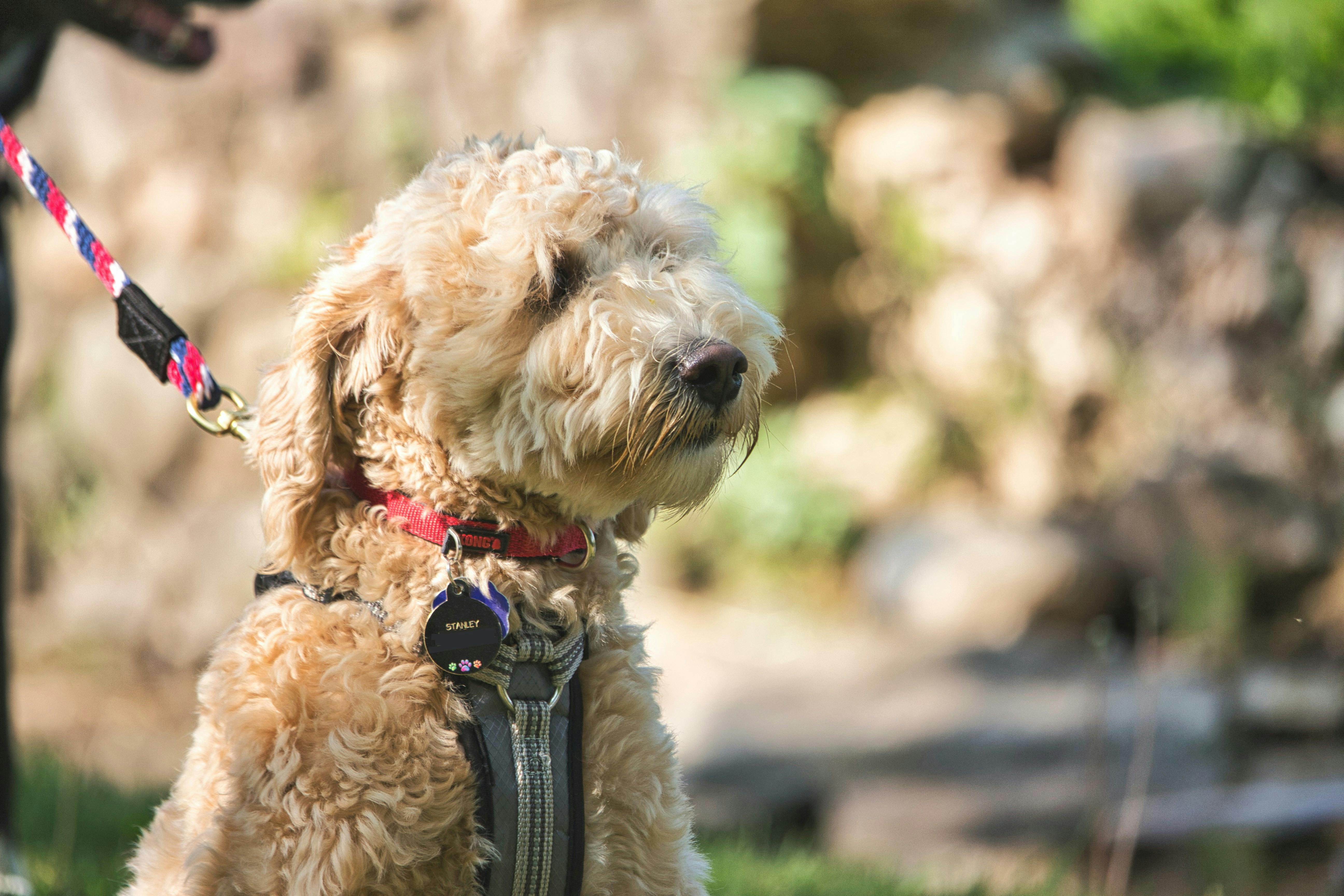 close-up profile of a fluffy, tan-colored Goldendoodle or similar breed wearing a grey harness and a red collar with a tag that says "STANLEY". The dog is on a colorful red, blue, and white leash against a blurred outdoor background.

