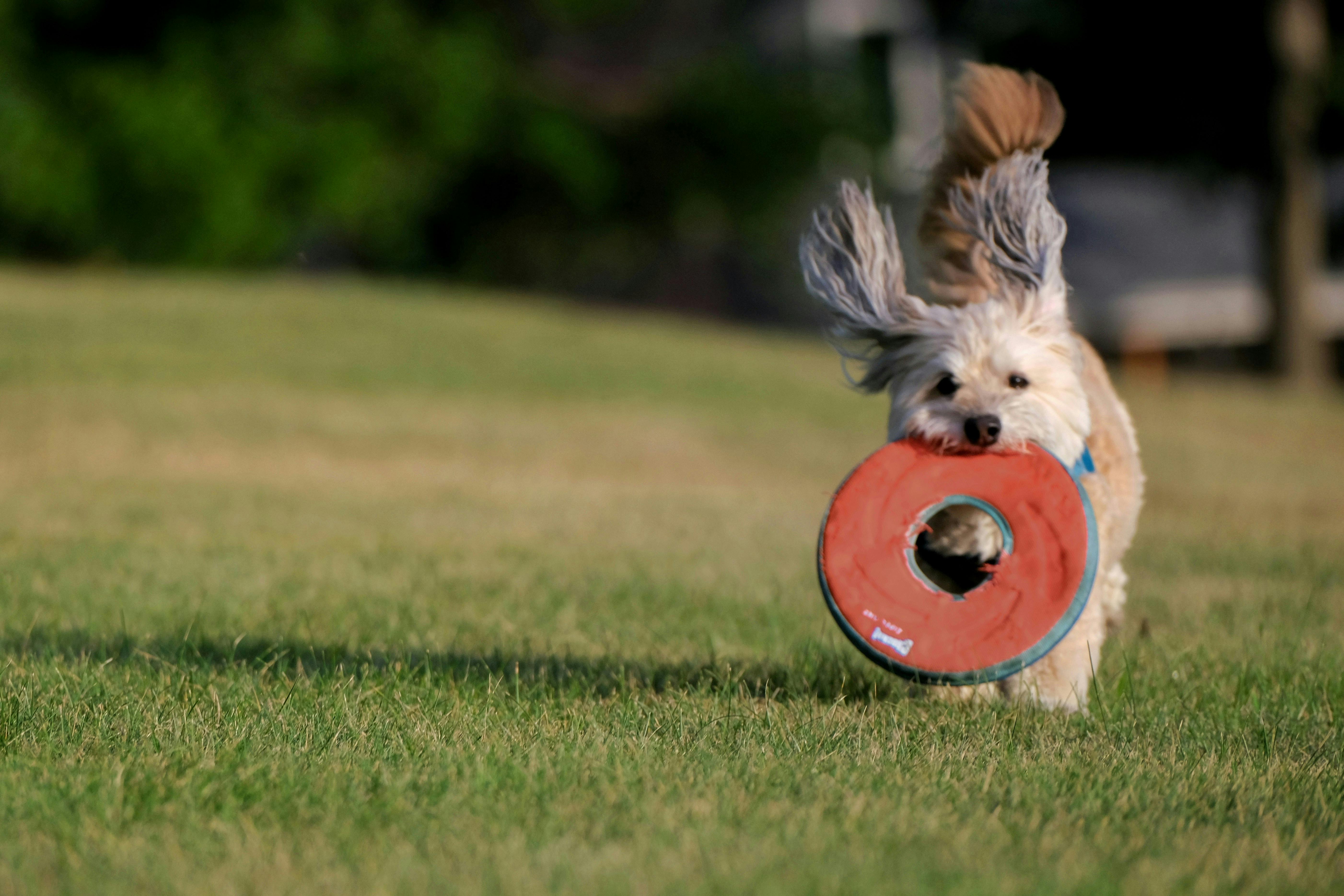 A small, light-colored long-haired dog runs energetically across a green lawn toward the camera, carrying a large orange and blue disc-shaped toy in its mouth. The dog’s ears are flying upward due to its speed.