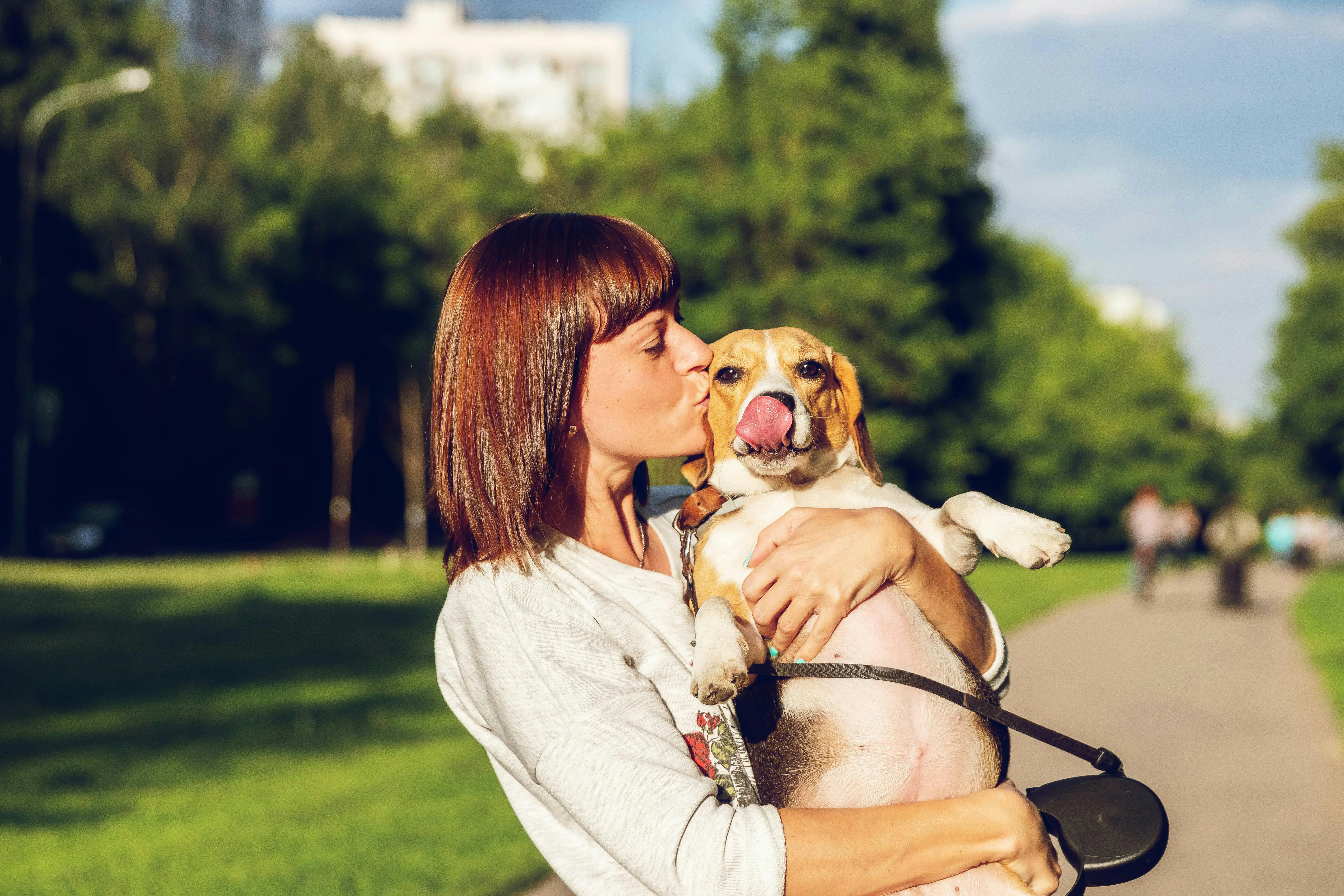 A woman with auburn hair wearing a light grey sweatshirt kisses the side of a Beagle's head while holding the dog in her arms in a sunny park. The Beagle looks forward with its tongue licking its nose.