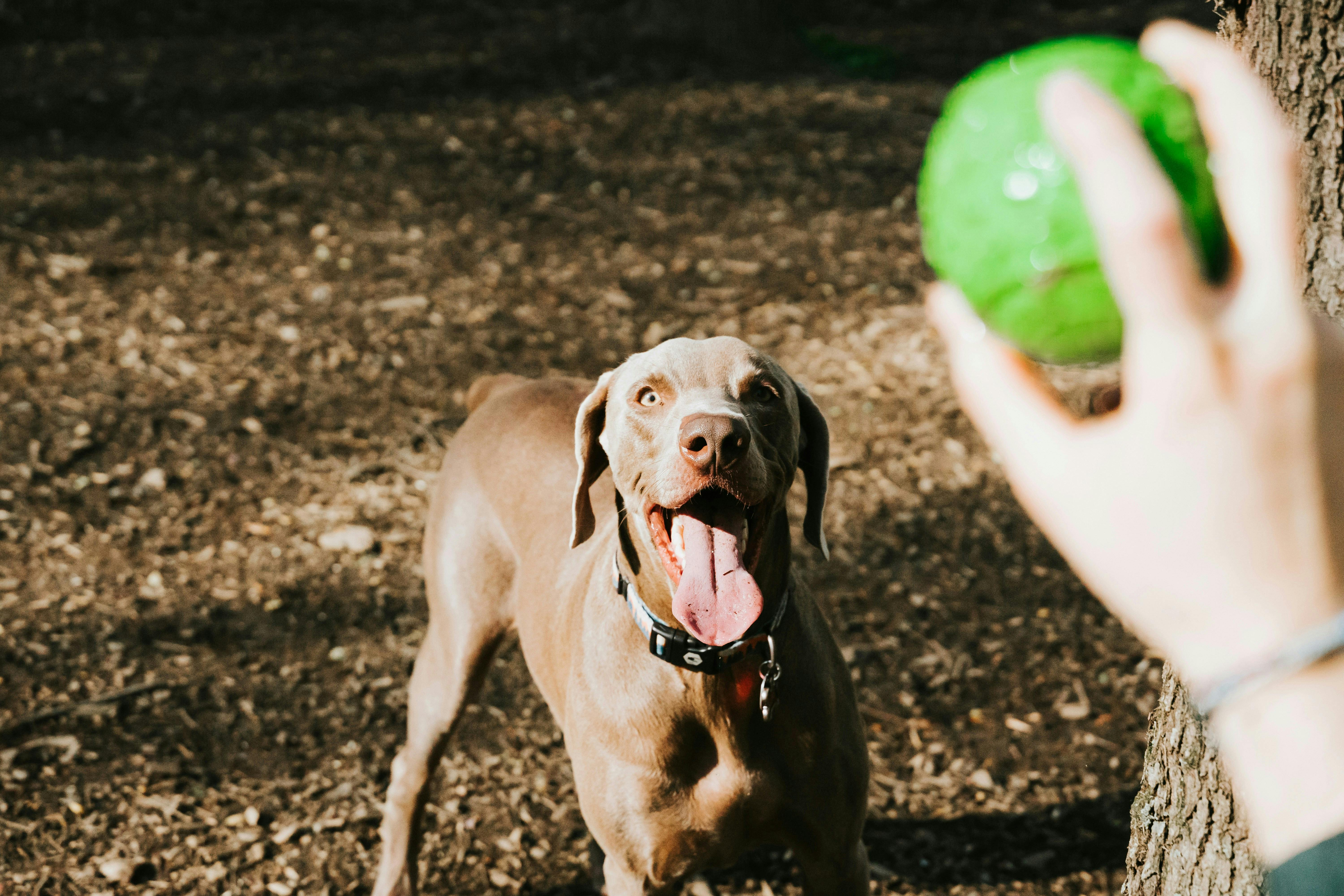 A high-angle shot of a grey Weimaraner looking up excitedly with its mouth open and tongue out. In the foreground, a person's hand is held up, partially out of focus, holding a bright green textured ball.