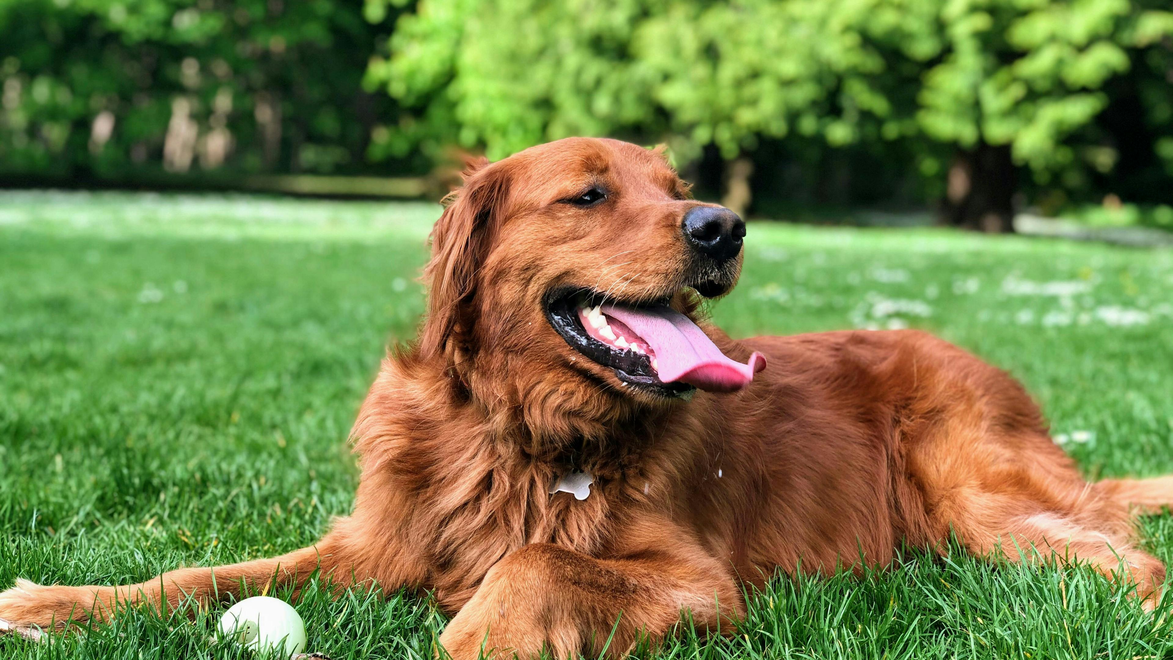 A happy Golden Retriever with a deep reddish-gold coat lies in lush green grass with its tongue hanging out. A light-colored ball and a small stick lie on the grass near the dog's paws.