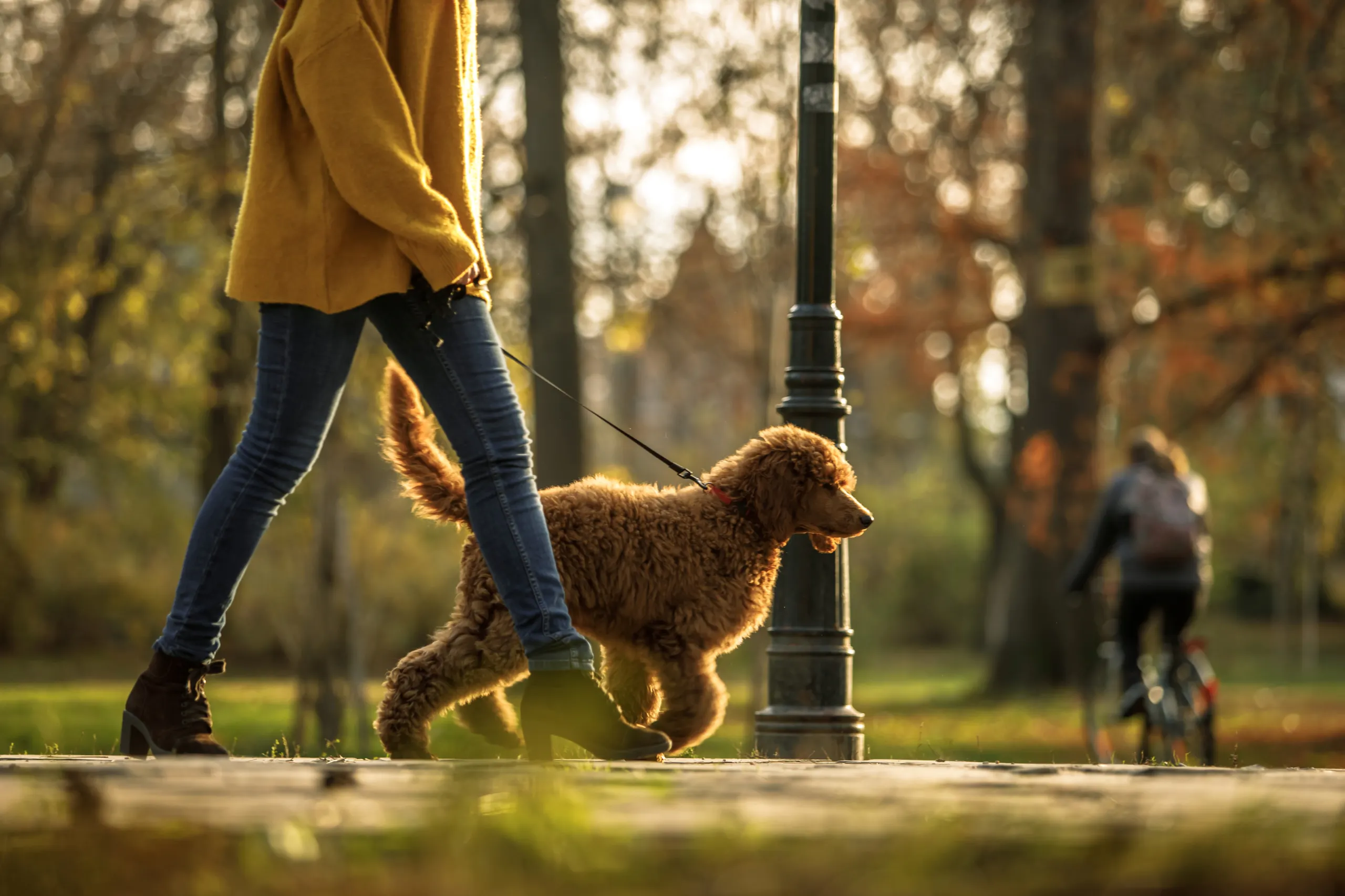 A person walking a golden-brown dog on a leash through a sunlit, tree-lined city park during autumn