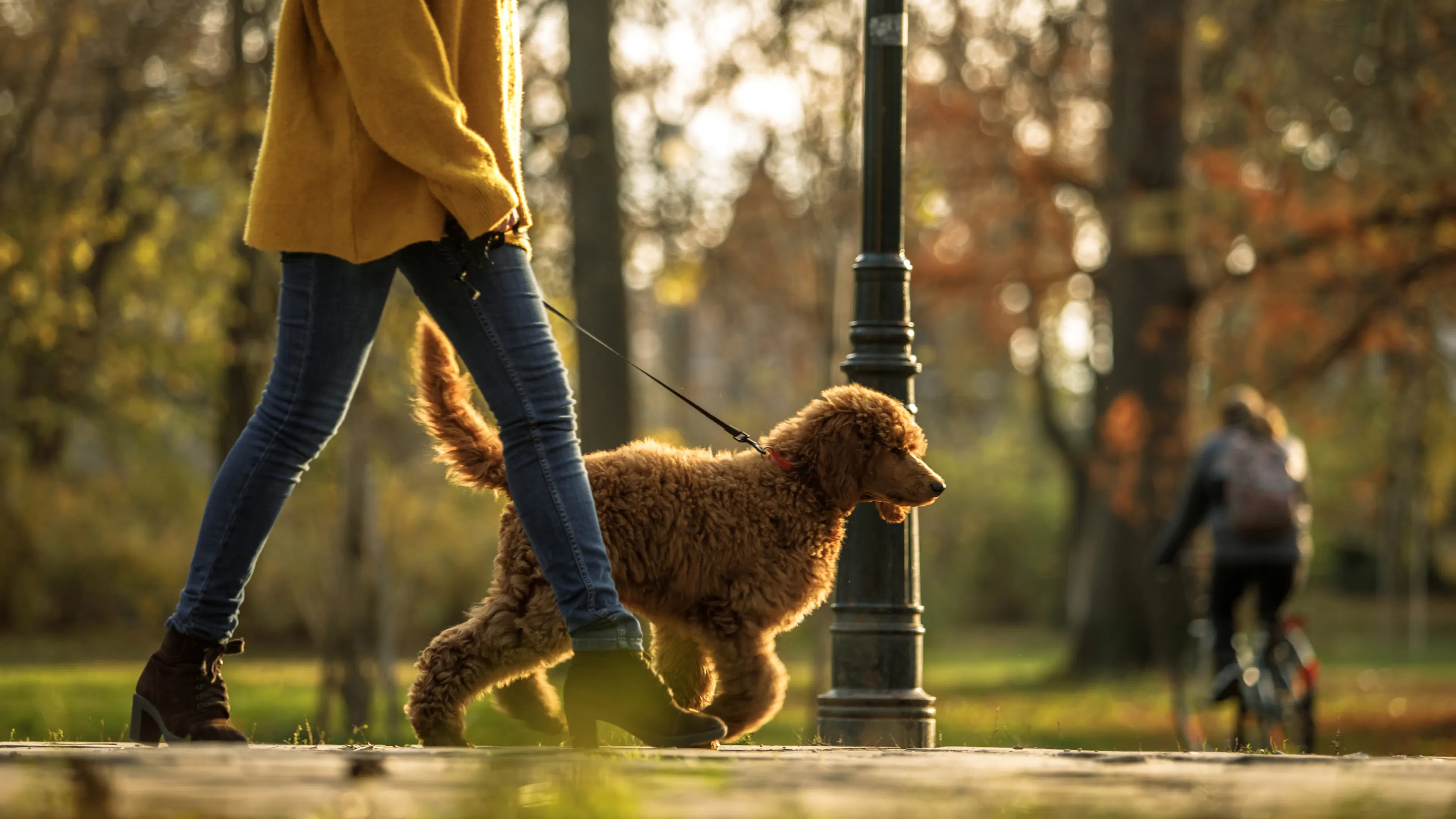 A person walking a golden-brown dog on a leash through a sunlit, tree-lined city park during autumn