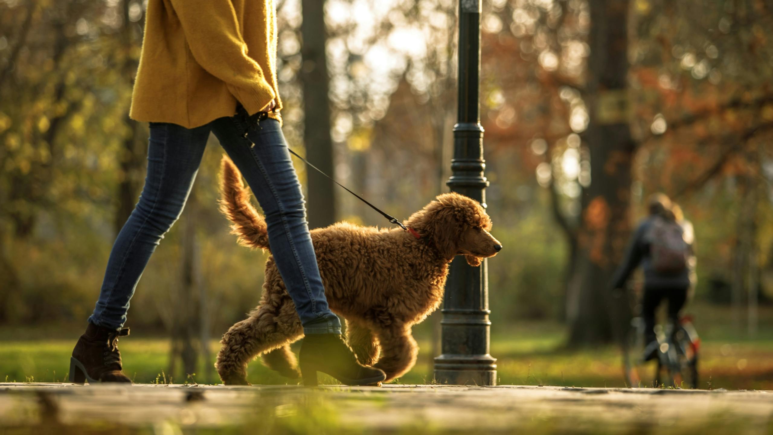 A person walking a golden-brown dog on a leash through a sunlit, tree-lined city park during autumn